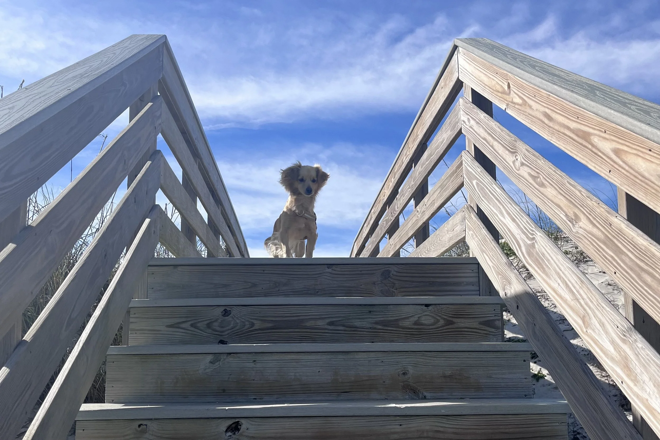 Small dog standing at the top of beach access stairs under a wide blue sky in St. Augustine.