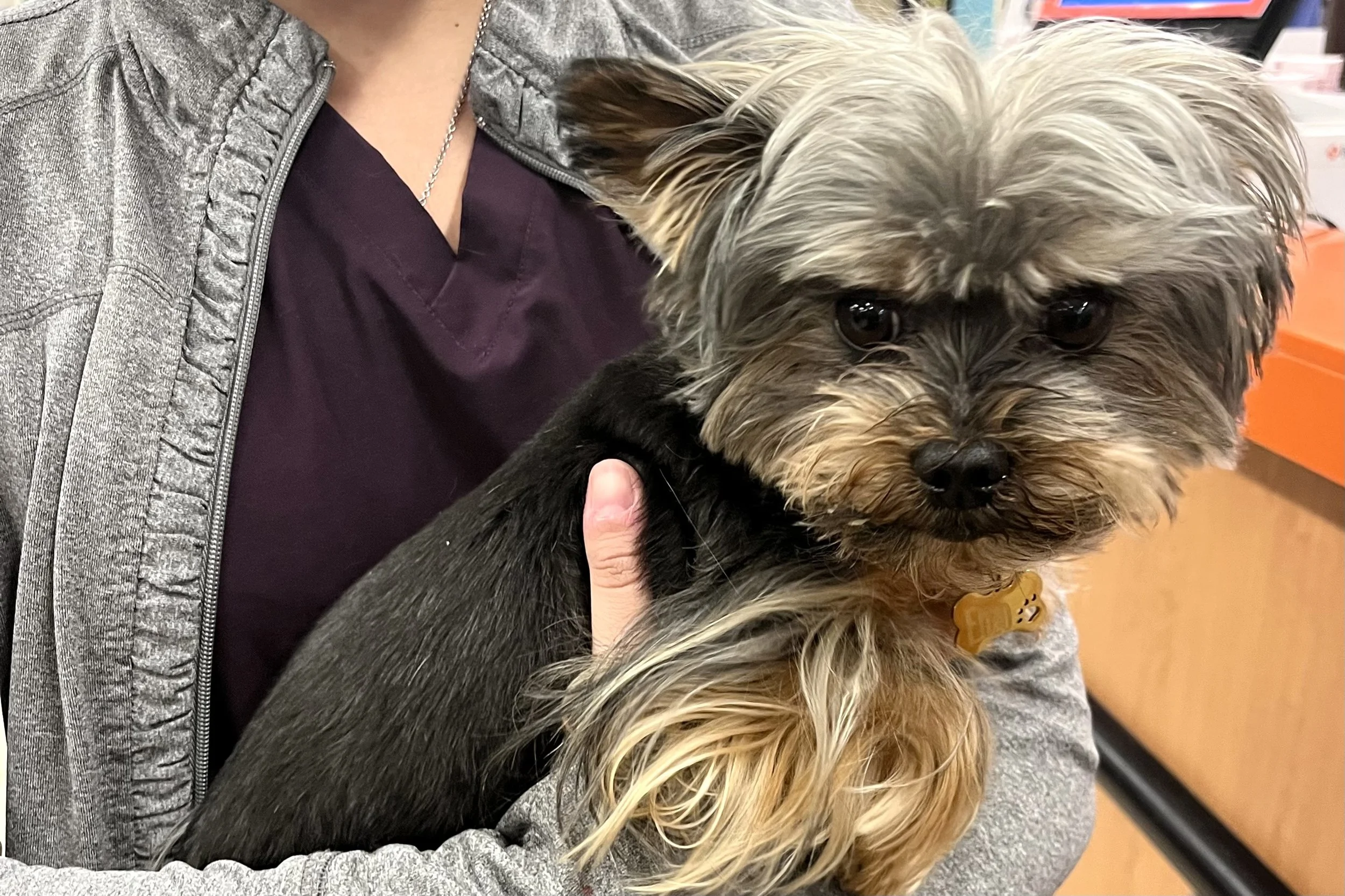 Small Yorkie being held at a veterinary clinic reception counter, looking alert and slightly anxious after arriving by car.