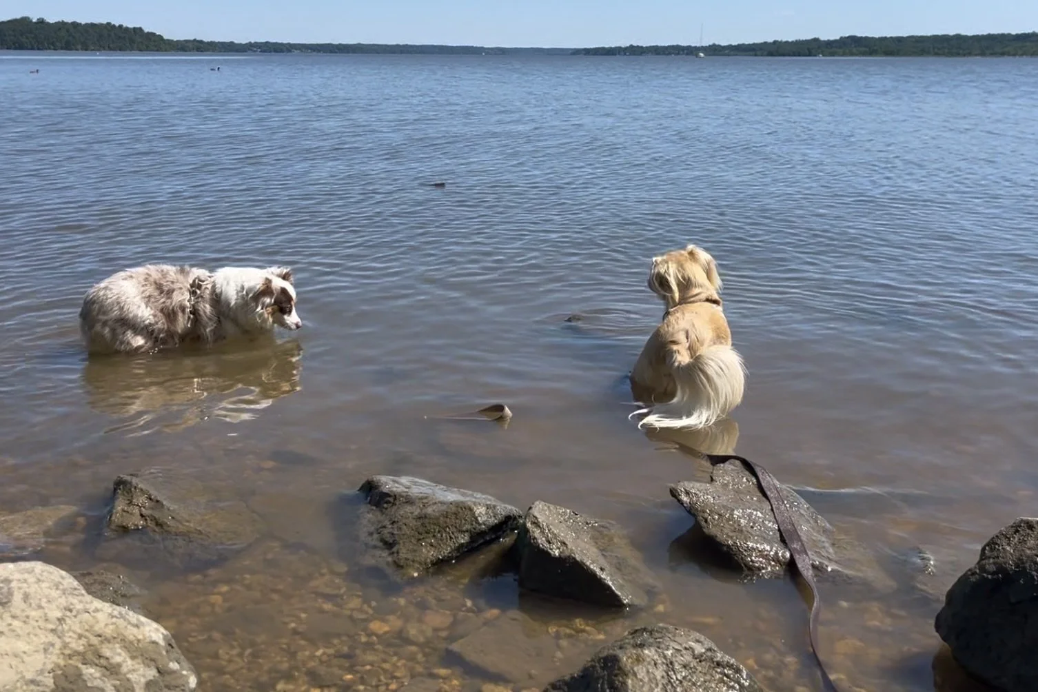 Two small dogs standing in shallow water beside the rocky Potomac River shoreline at Jones Point Park in Alexandria, Virginia.