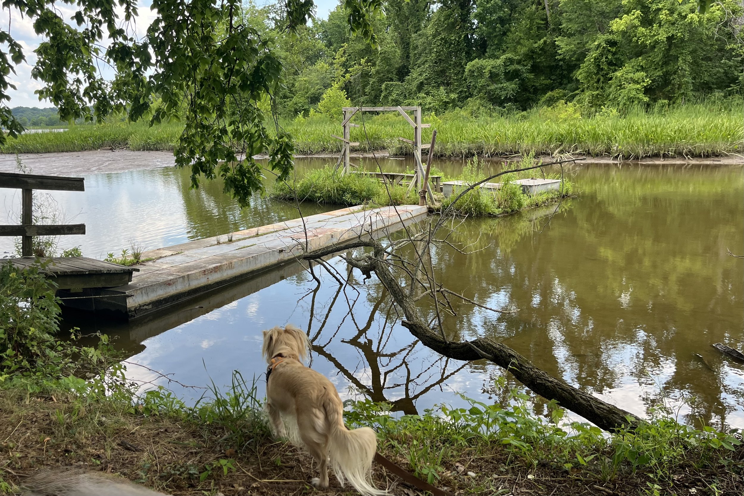 Archie looking across the wetlands at Dyke Marsh Wildlife Preserve in Alexandria, Virginia.