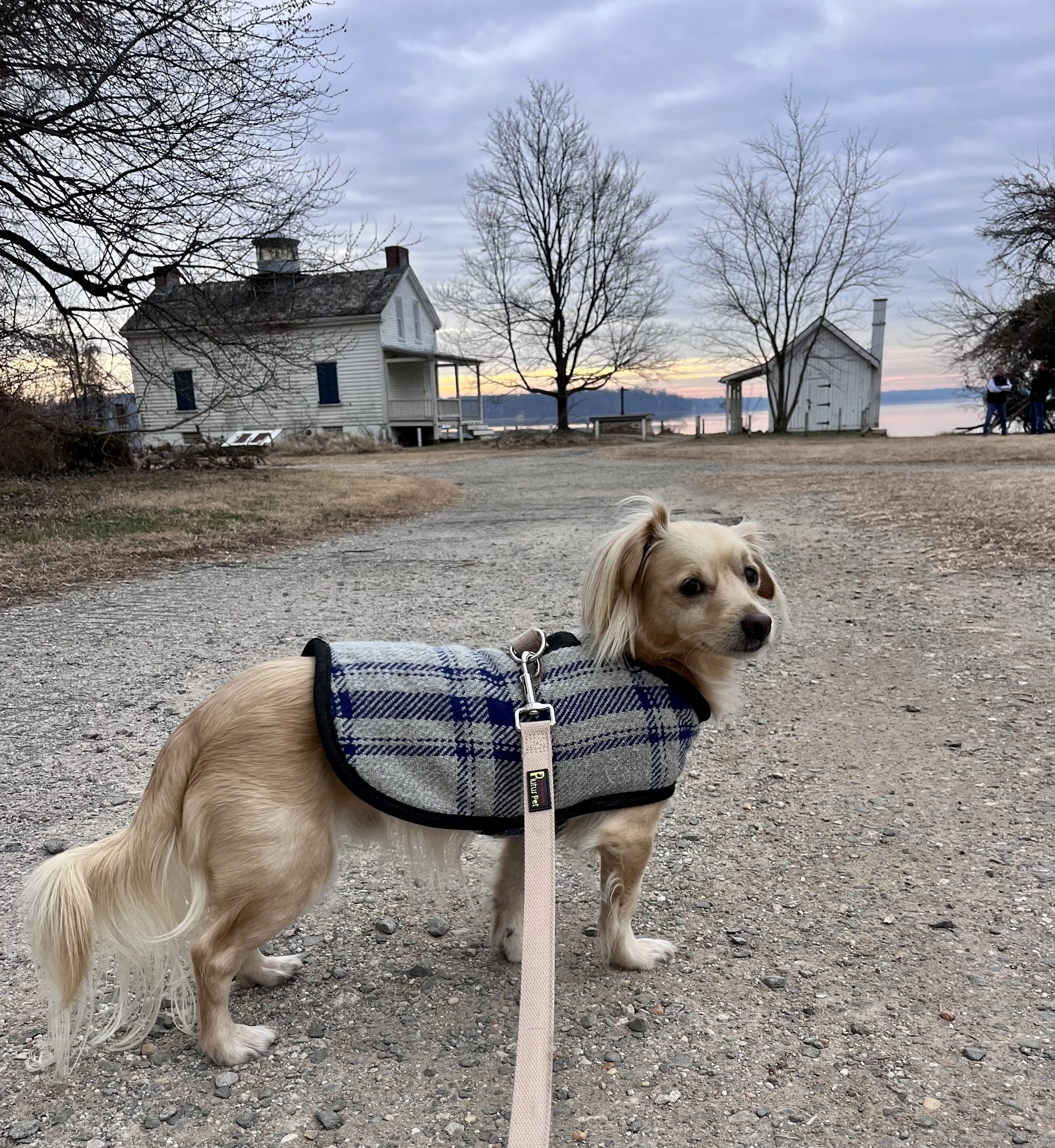 A leashed dog standing on a gravel path near the historic Jones Point Lighthouse buildings, with the Potomac River visible in the background at dusk.