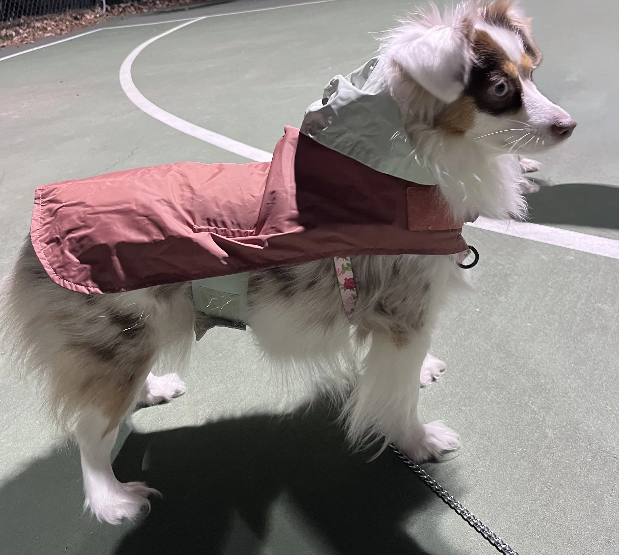 Lightweight dog rain jacket with hood and streamlined fit during a walk.