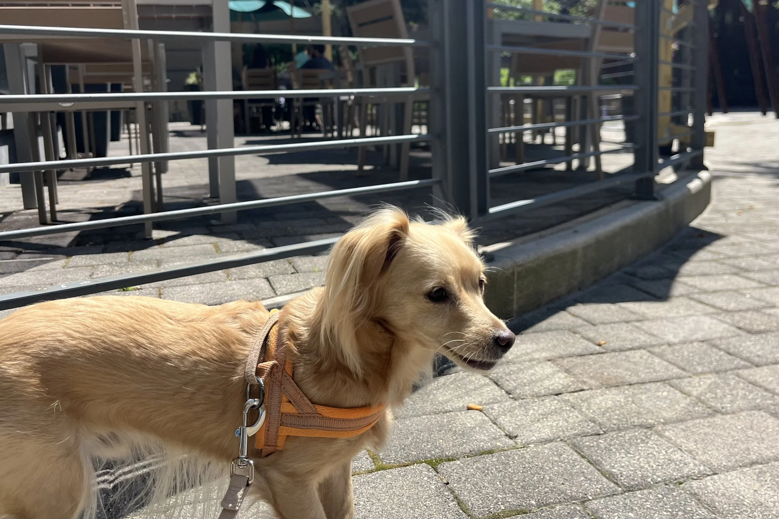 Outdoor courtyard patio at Lost Dog Cafe in Old Town Alexandria with shaded seating and a relaxed atmosphere.