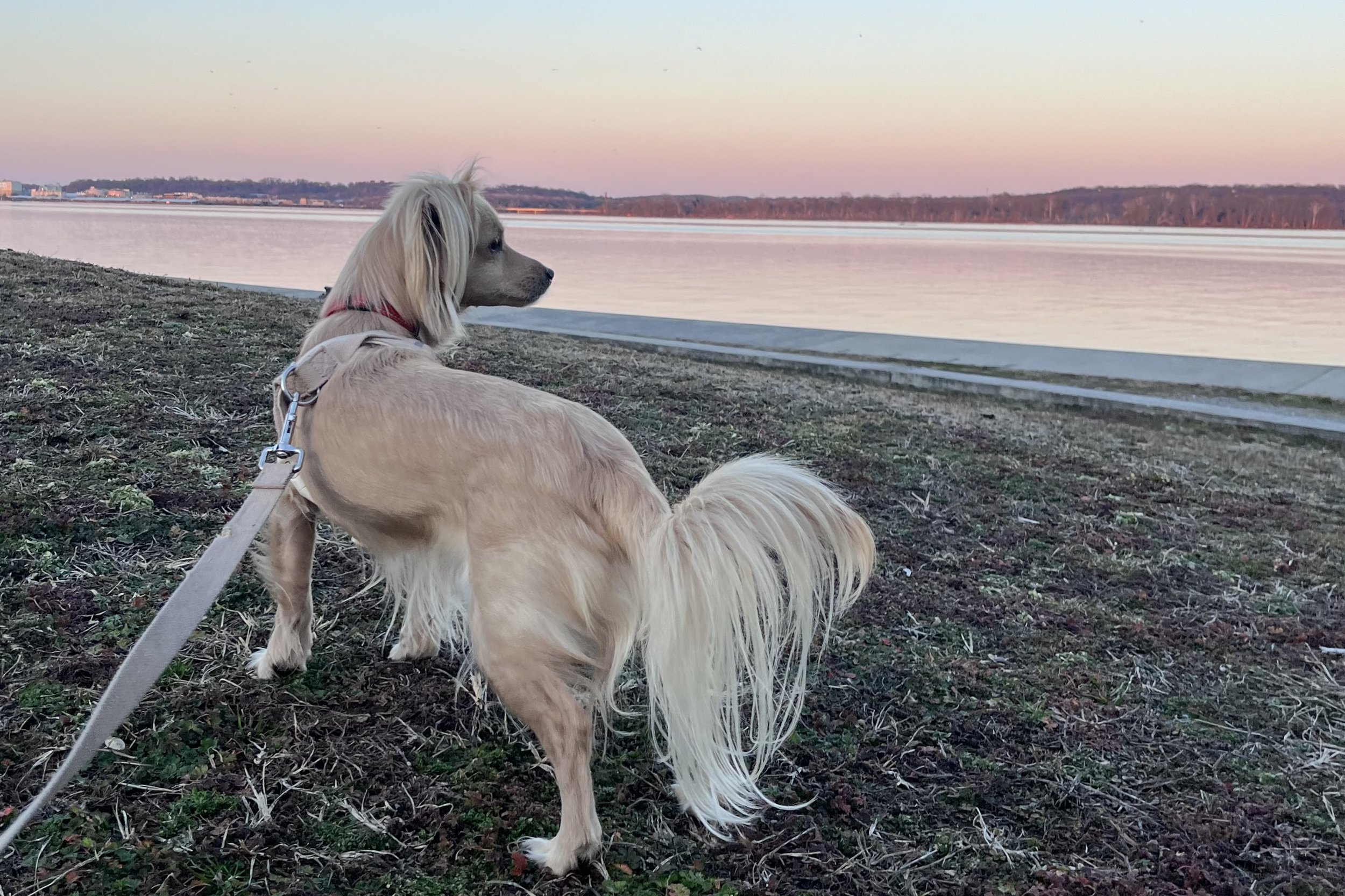 Small dog looking over the Potomac River at Jones Point Park in Alexandria, Virginia.