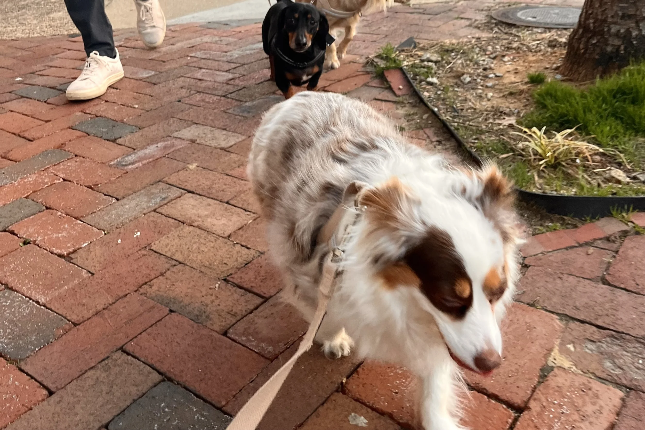 Small dogs walking on a brick sidewalk with people nearby, showing a slightly busy environment with movement.