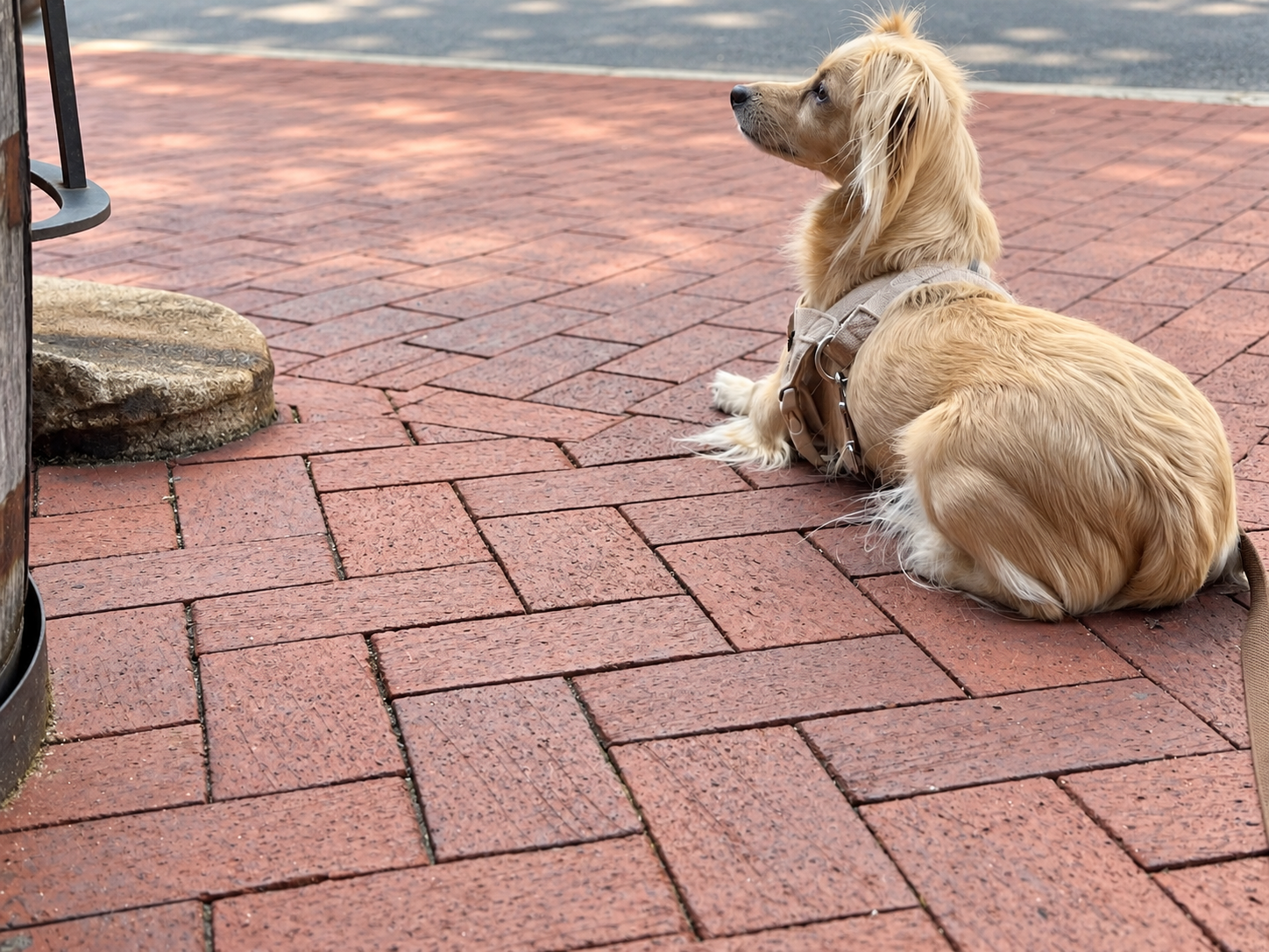 Archie resting on the shaded red-brick sidewalk beside an outdoor table at FOODE in downtown Fredericksburg.