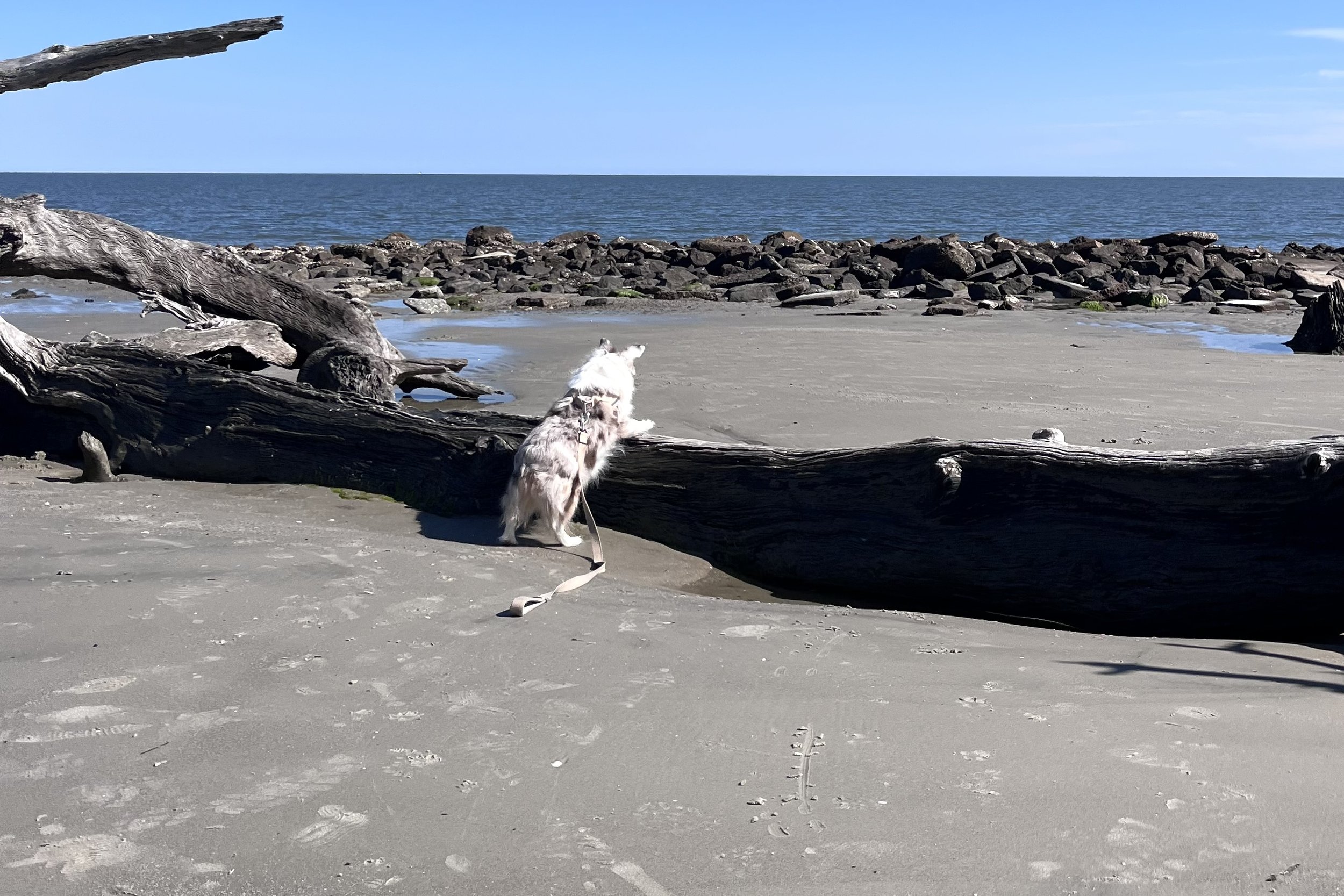 Small white dog on leash standing against a large fallen driftwood log on Driftwood Beach, with rocks and ocean in the background.