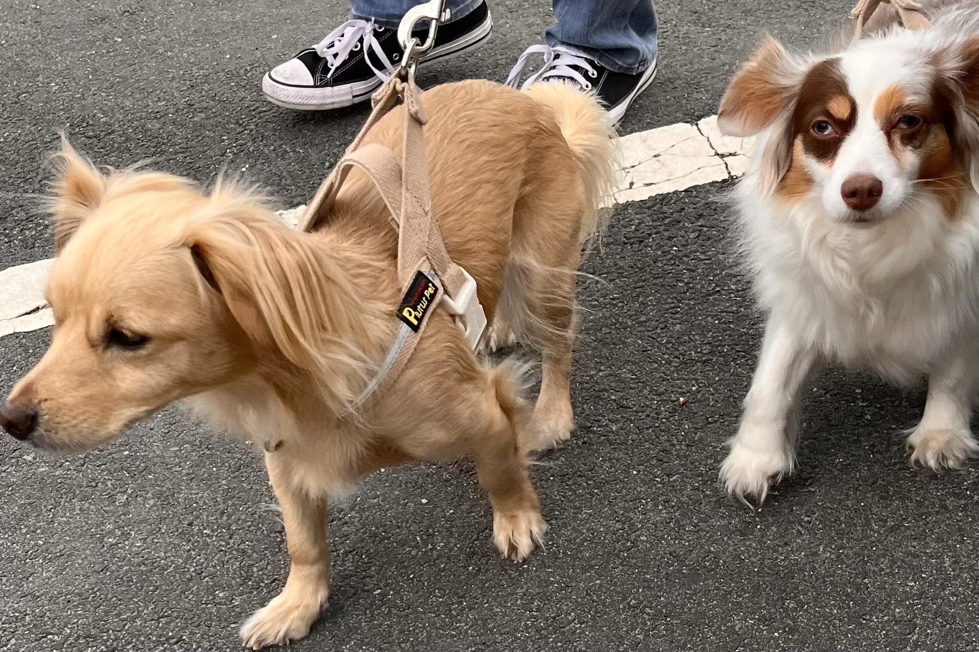 Small dogs on a busy city street and crosswalk, processing movement, people, and noise, showing how urban environments increase mental load and contribute to travel fatigue in dogs.