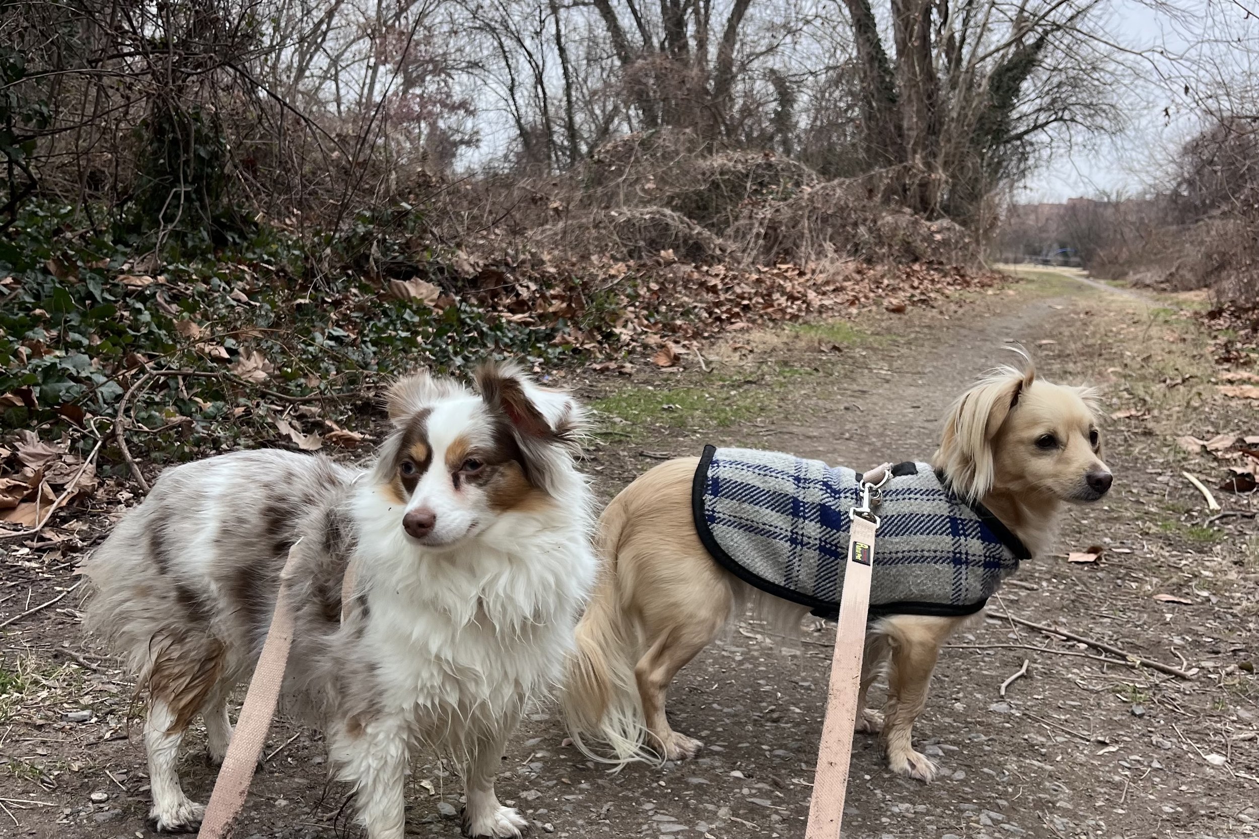 Two small dogs standing on a wooded dirt trail at Jones Point Park in Alexandria surrounded by brush-lined paths and bare winter trees.