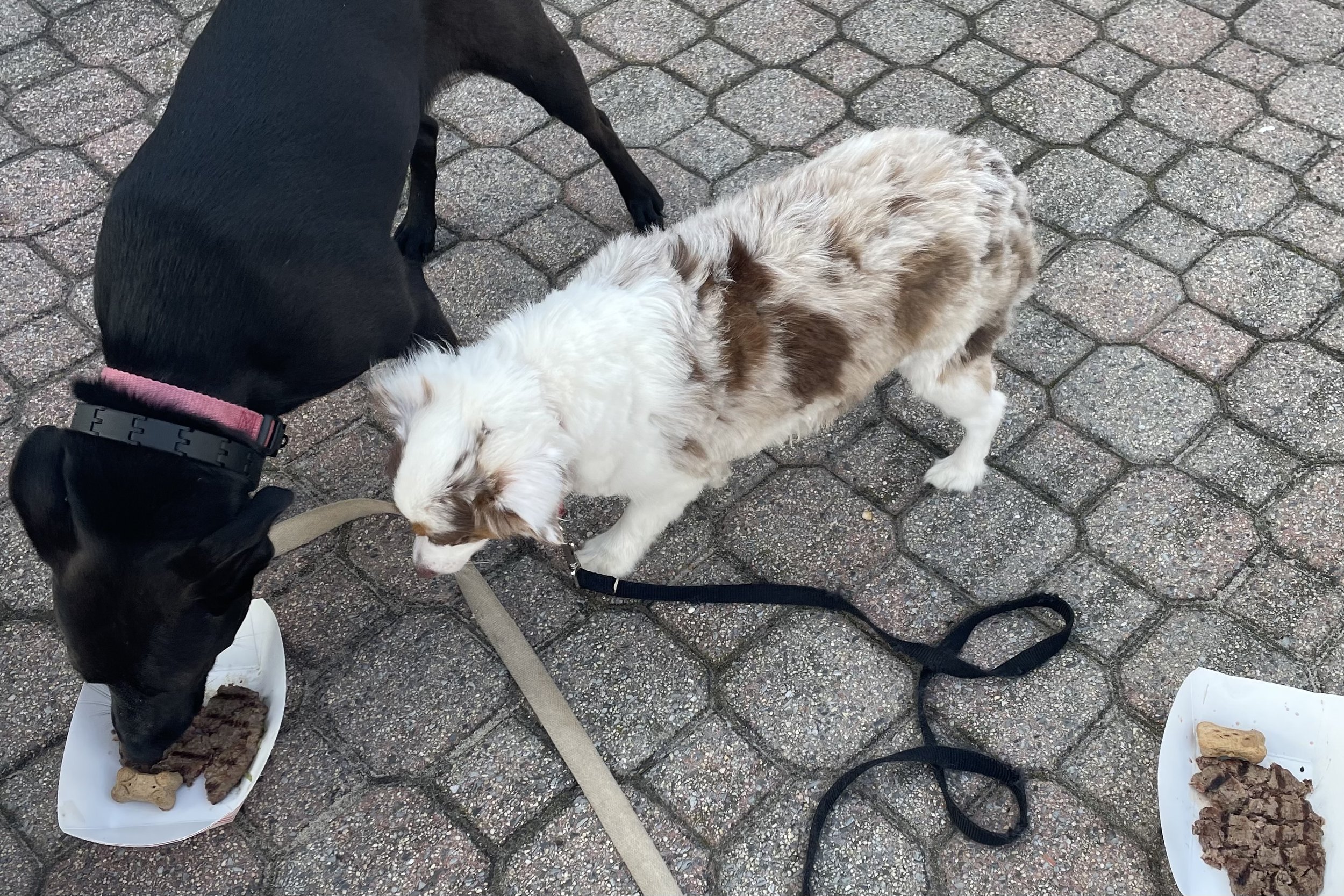 Small white and brown dog watching another dog eat from a food bowl outdoors, while a second untouched plate of dog food sits nearby on the pavement.