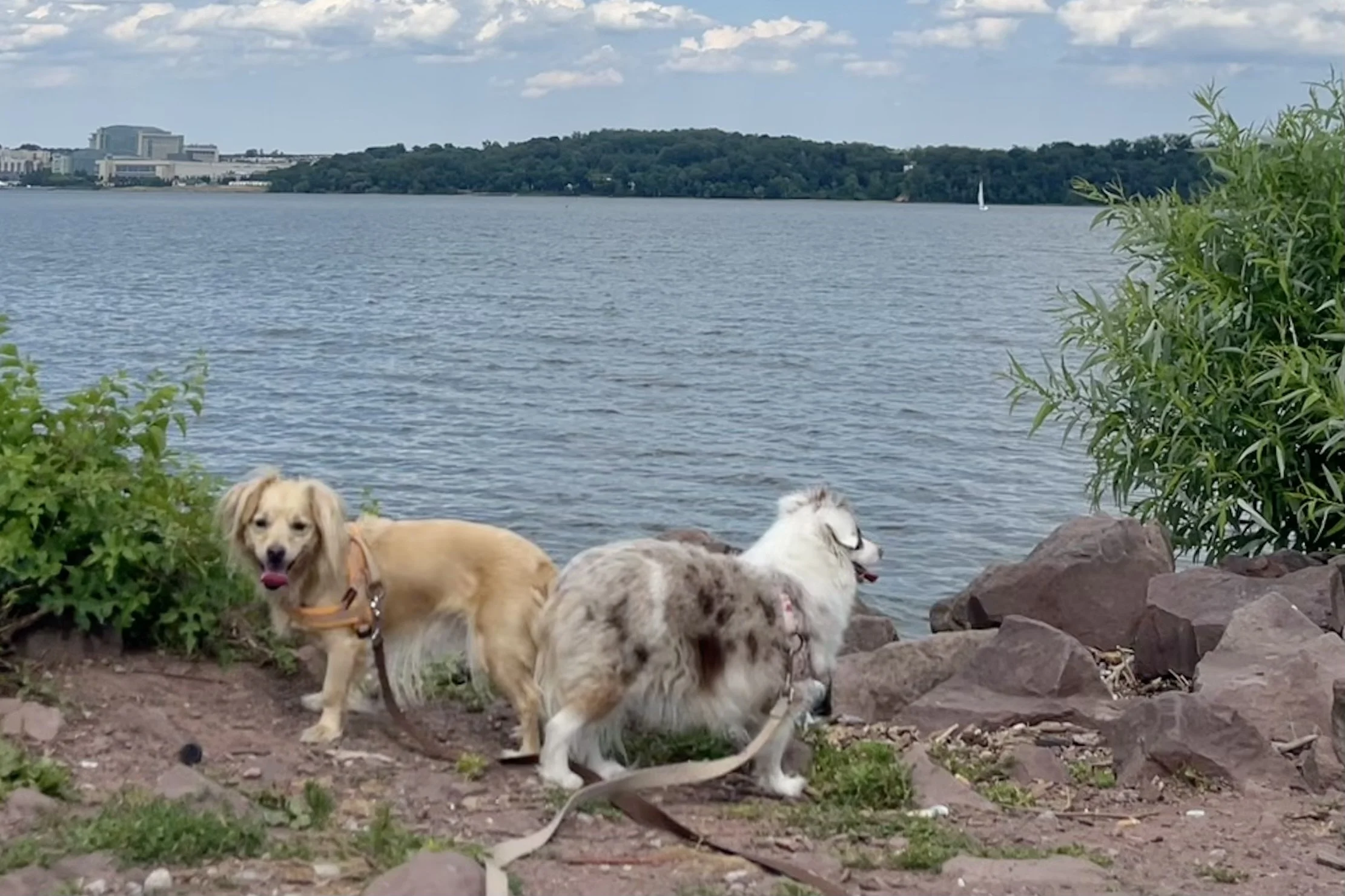 Two small dogs standing on a rocky shoreline at Dyke Marsh overlooking the Potomac River beneath a blue sky filled with scattered clouds.