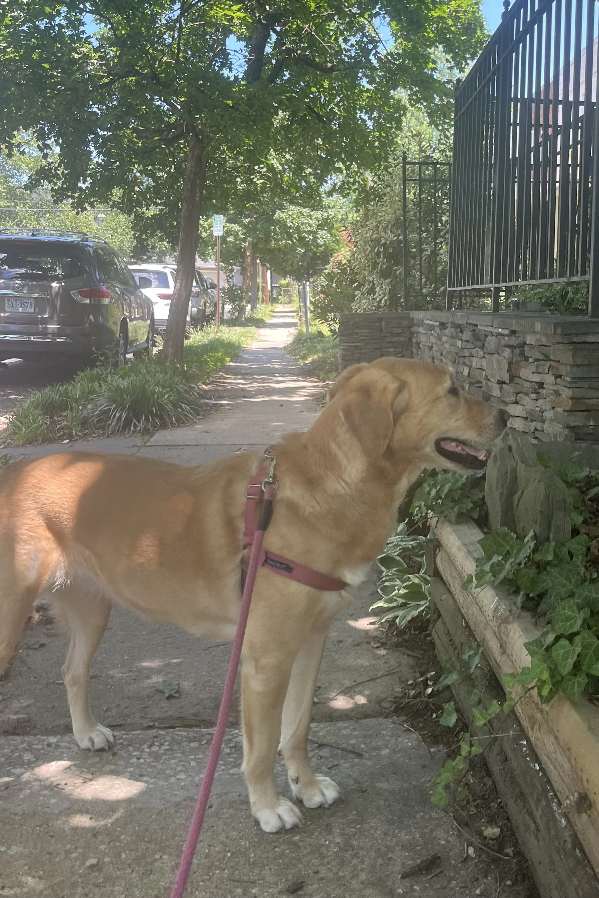 Dog standing beneath tree cover on a shaded Old Town Alexandria sidewalk during summer.