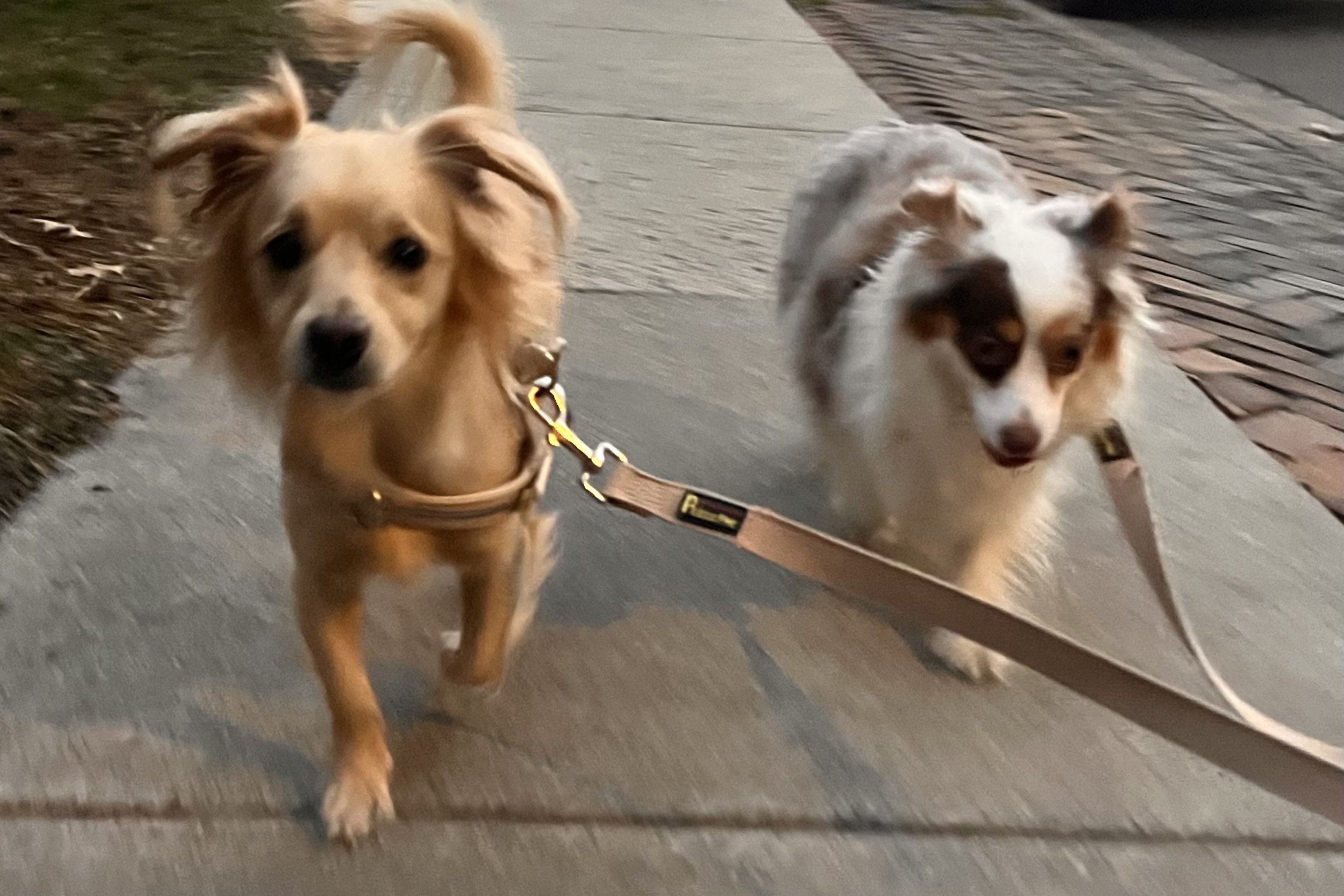 Small dogs Archie and Saydie walking on a brick-lined sidewalk in Old Town Alexandria, Virginia.