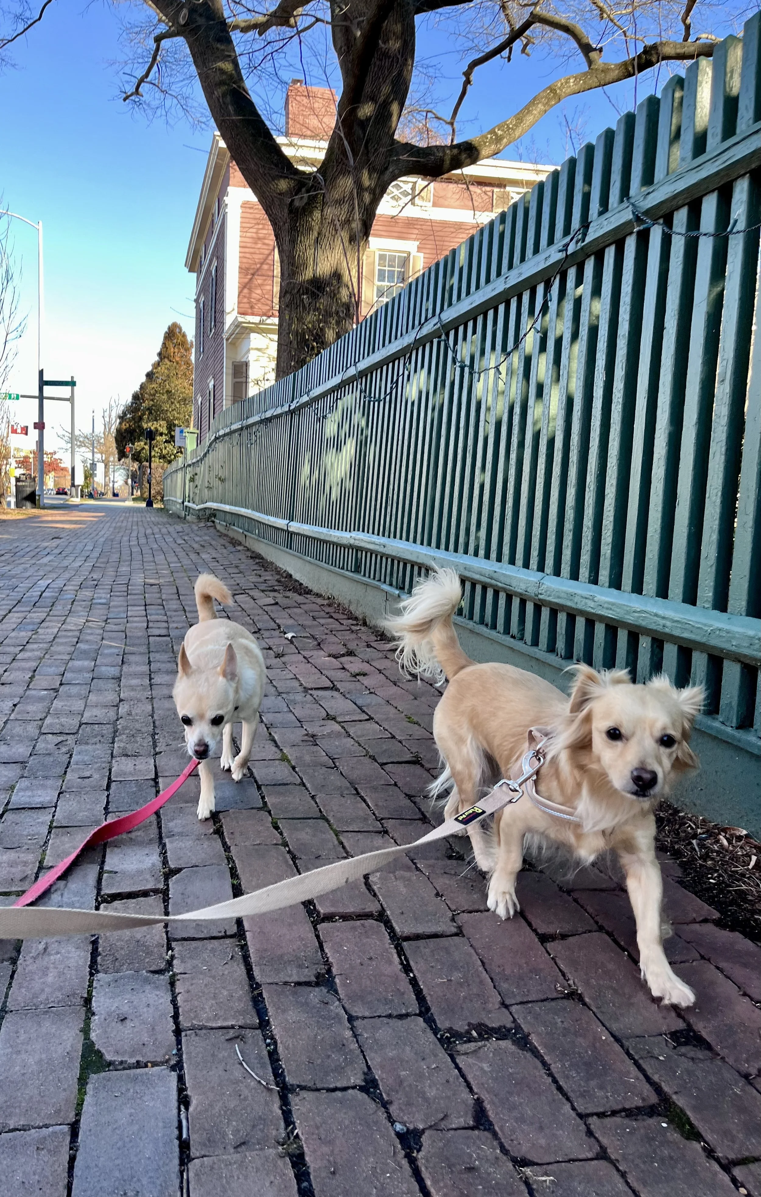 Two dogs walking on a brick sidewalk beside a green wooden fence in Old Town Alexandria, Virginia.