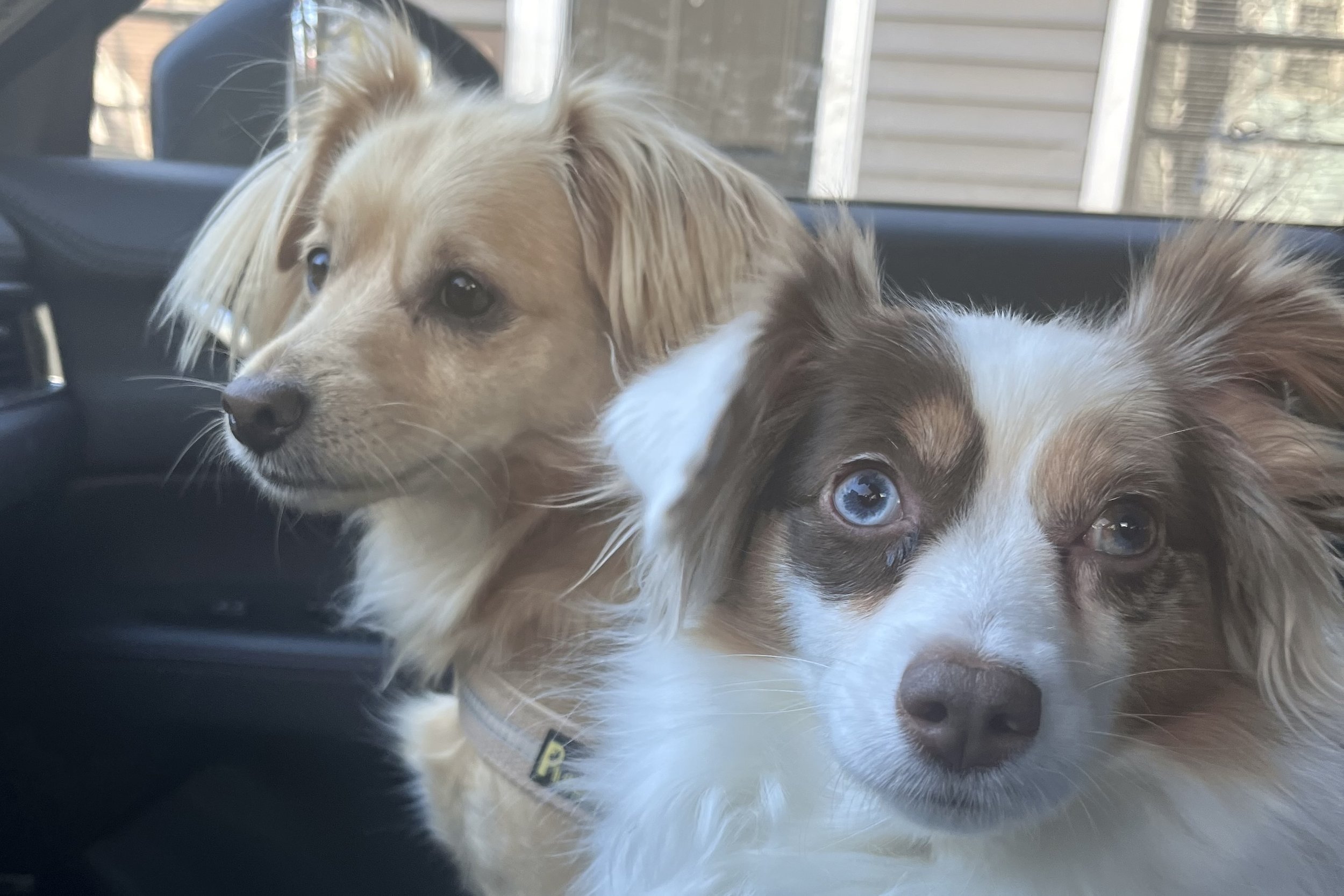 Small dogs in a car backseat with a travel setup, appearing calm but not fully relaxed