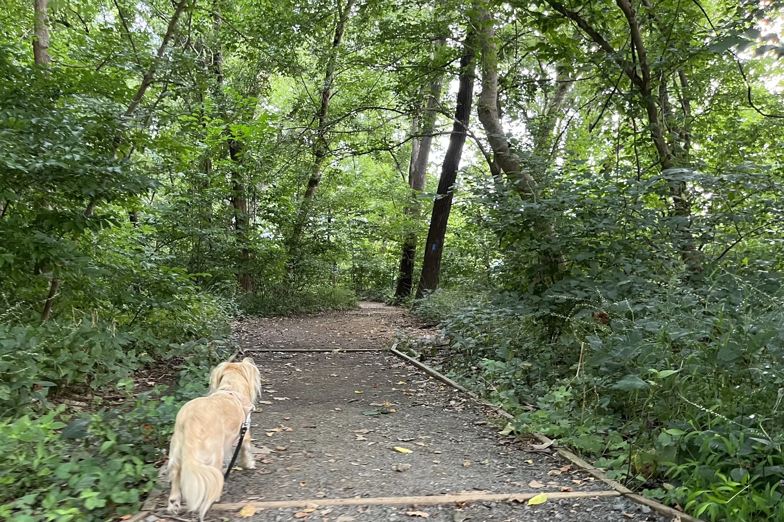 Archie walking along a wide dirt trail beneath dense green trees at Riverbend Park.