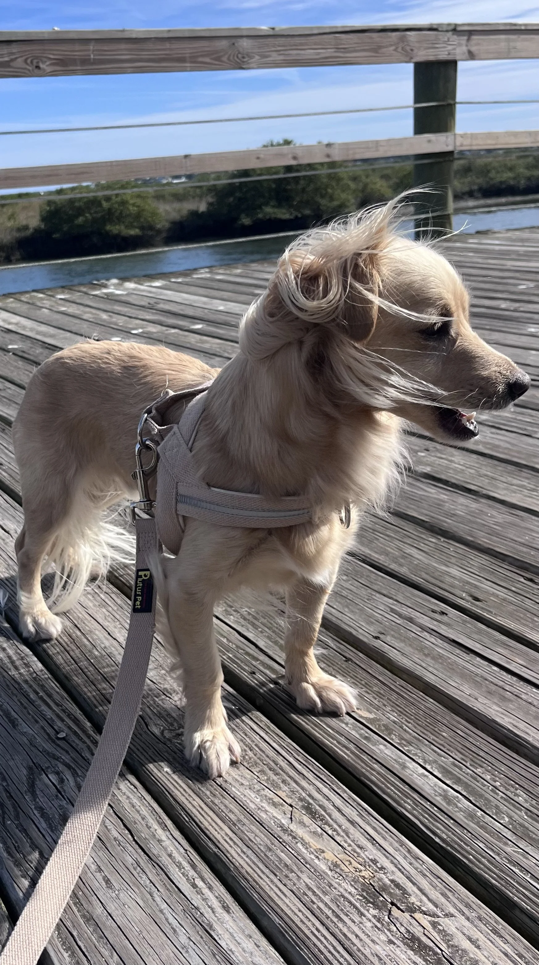 Dog standing on a wooden boardwalk overlooking marshland near St. Augustine