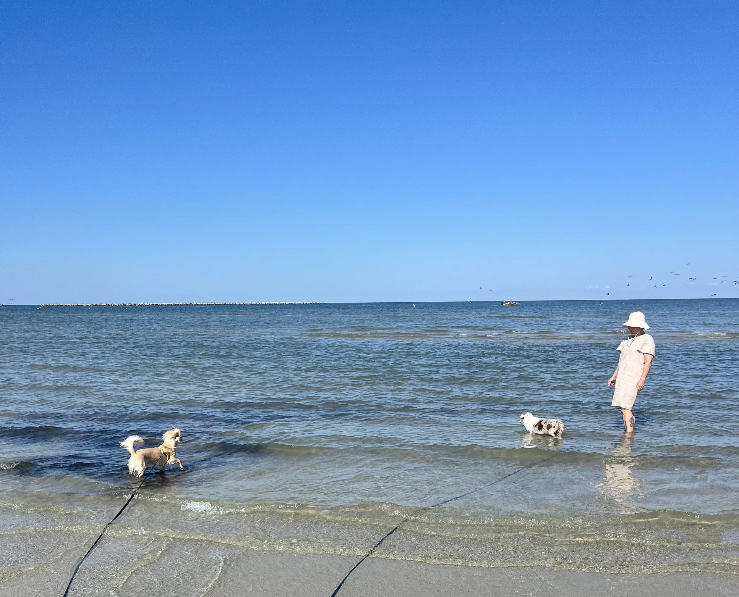Two small dogs playing in shallow ocean water on long leashes, with a person standing nearby.