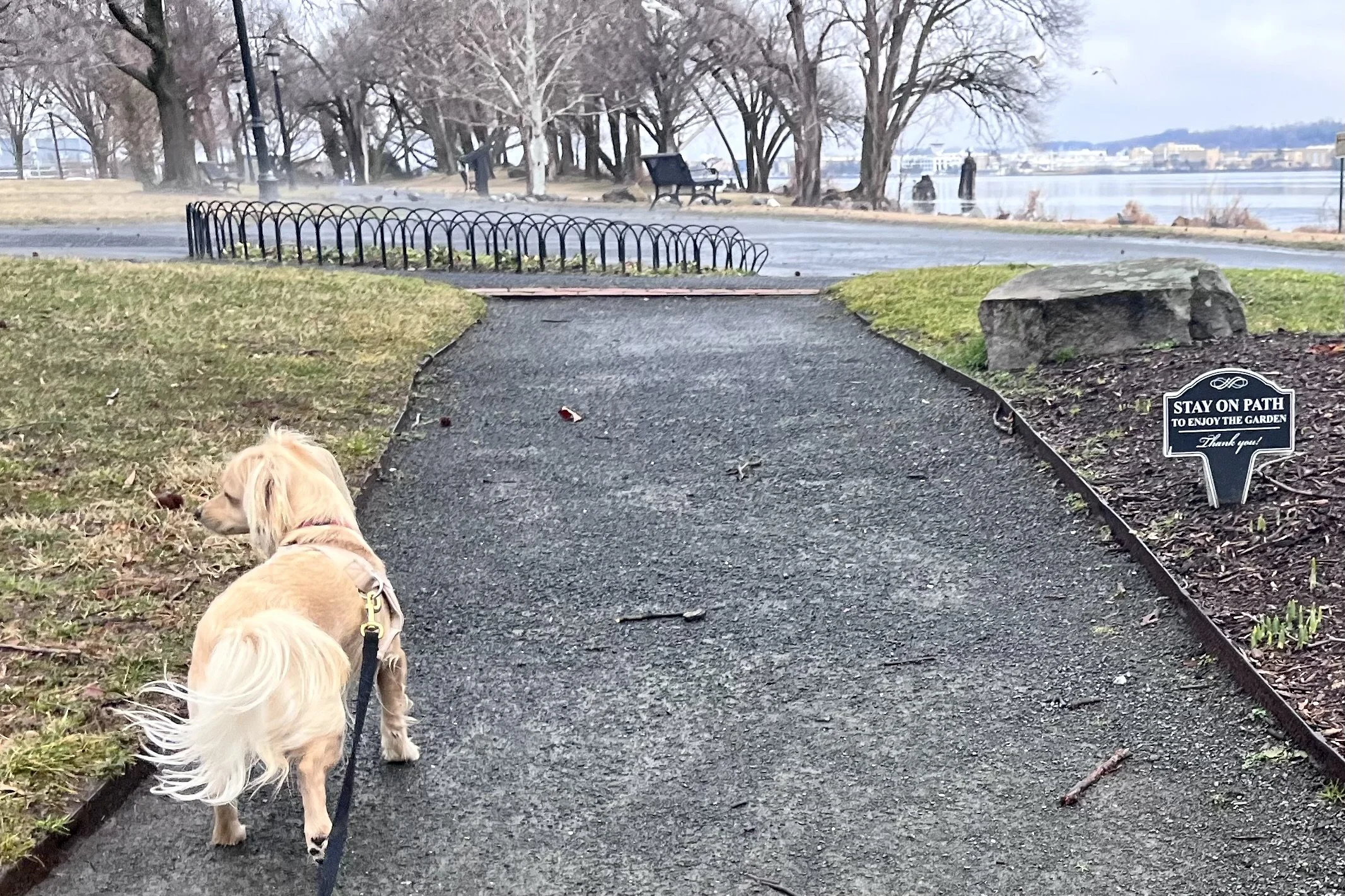 Dog walking along a waterfront path in Old Town Alexandria with benches and river views ahead