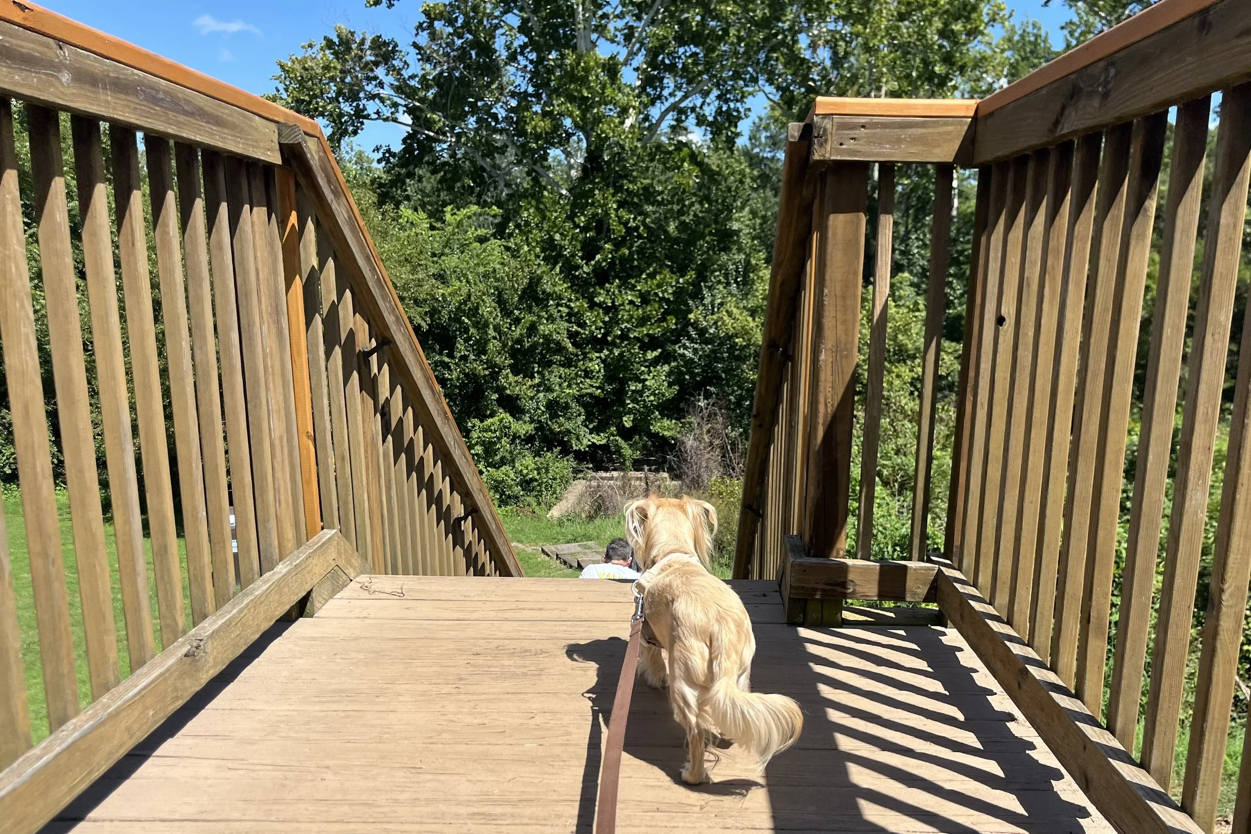 Archie walking down a wooden footbridge from the Rappahannock River Heritage Trail near Old Mill Park in Fredericksburg.