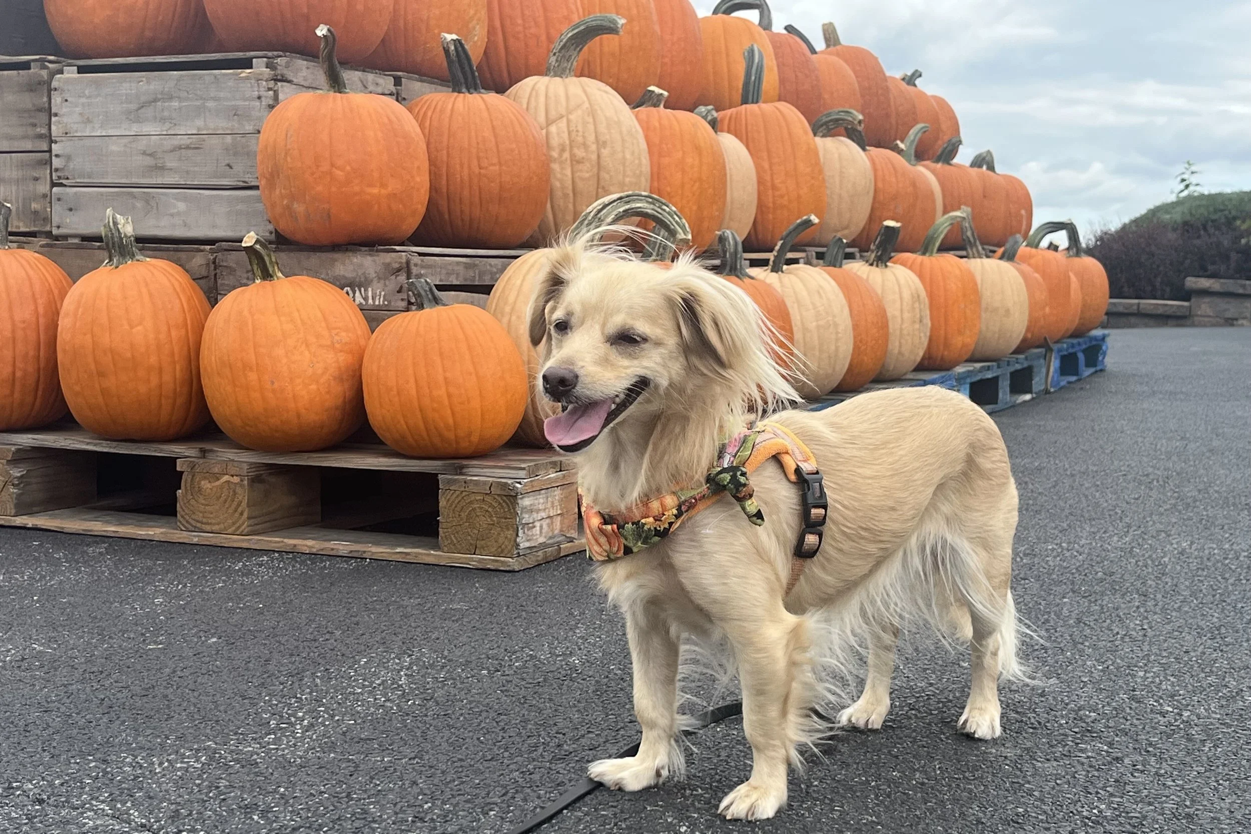 Archie standing in front of a large pumpkin display at Marker-Miller Orchards in Winchester, Virginia.