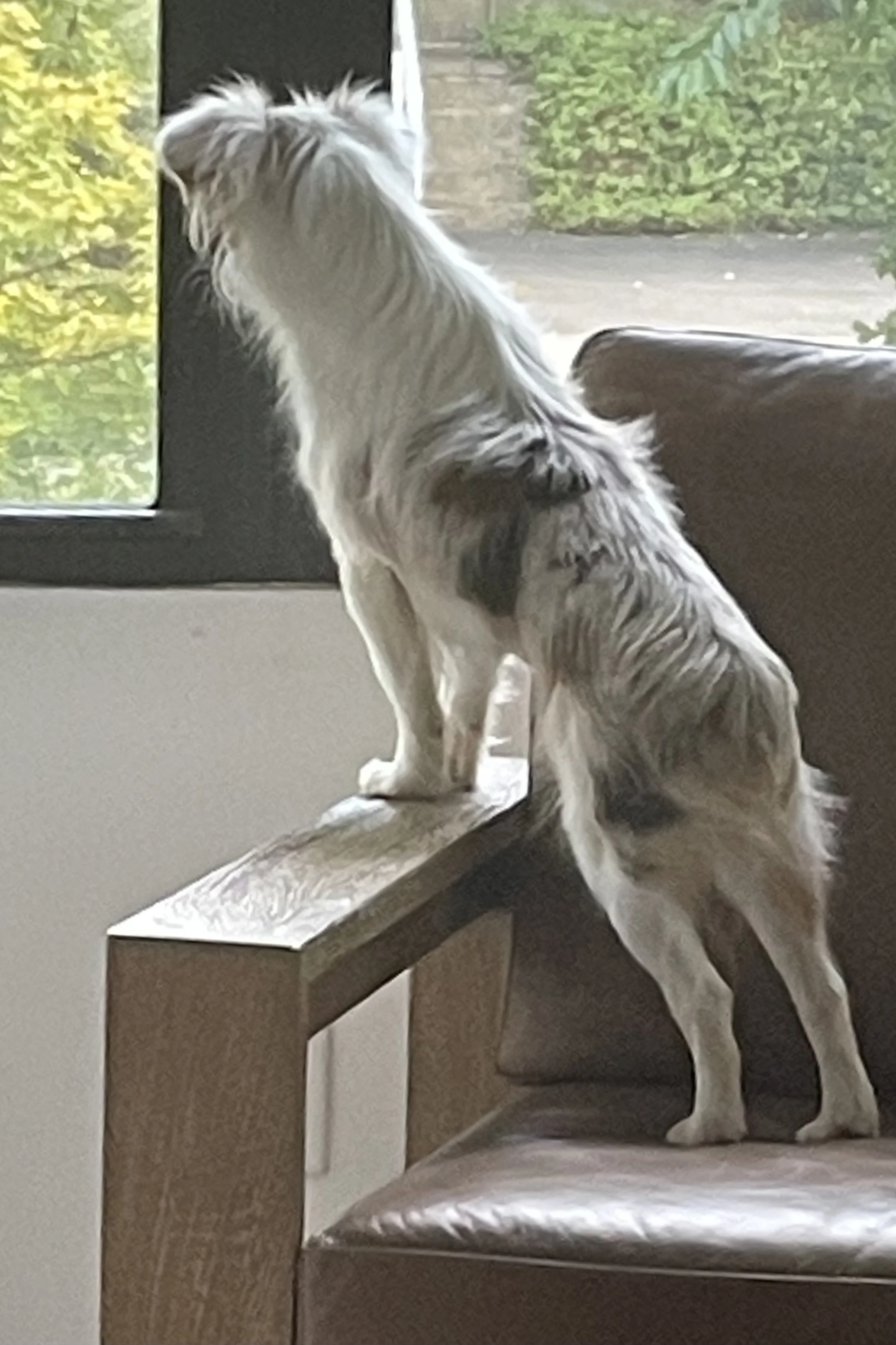 Small Australian Shepherd standing on the arm of a chair, looking out a large window during the early stages of adjusting to a new home.