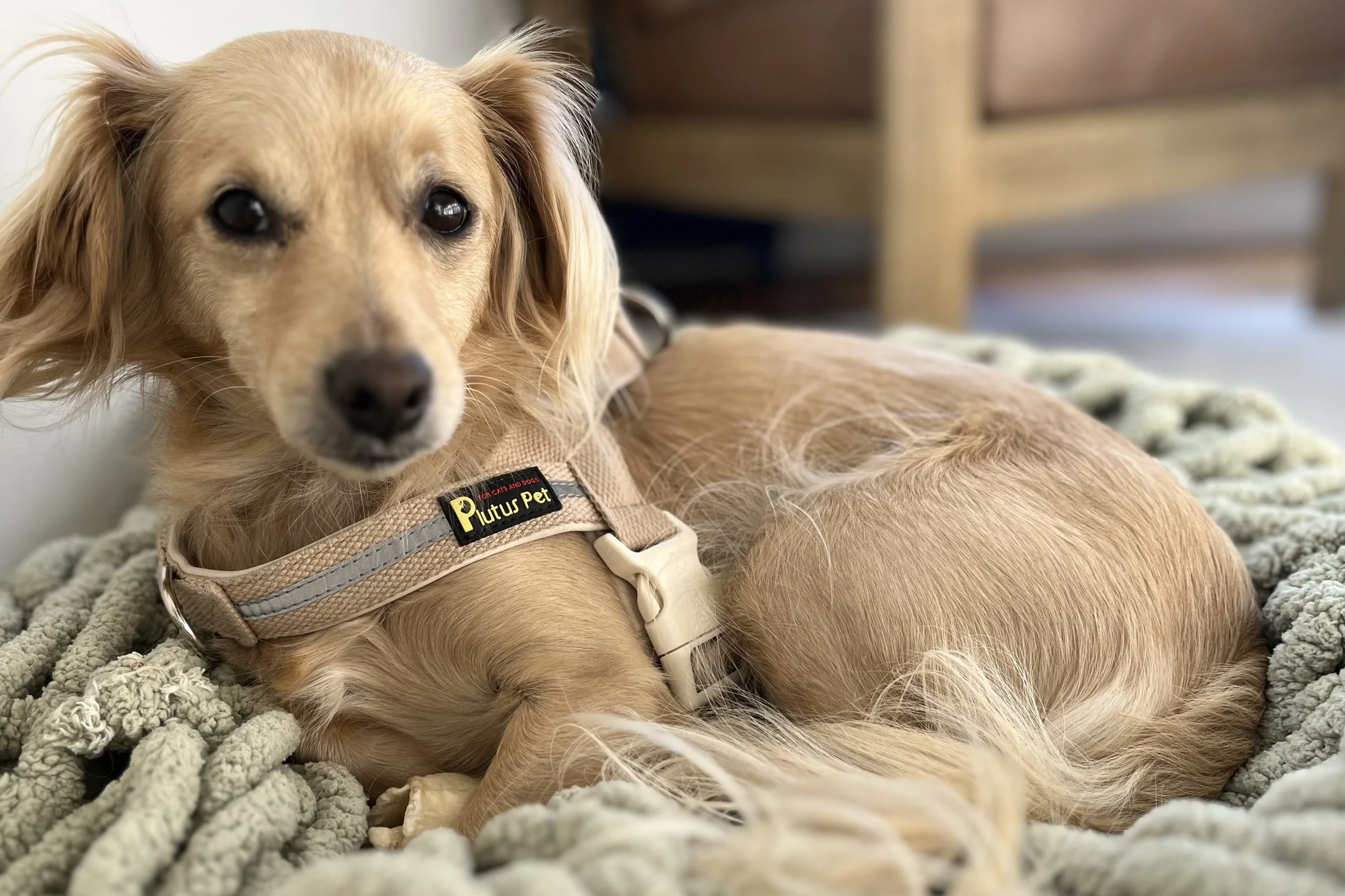 Small tan dog resting calmly on a soft blanket indoors, relaxed with a loose body posture and soft expression