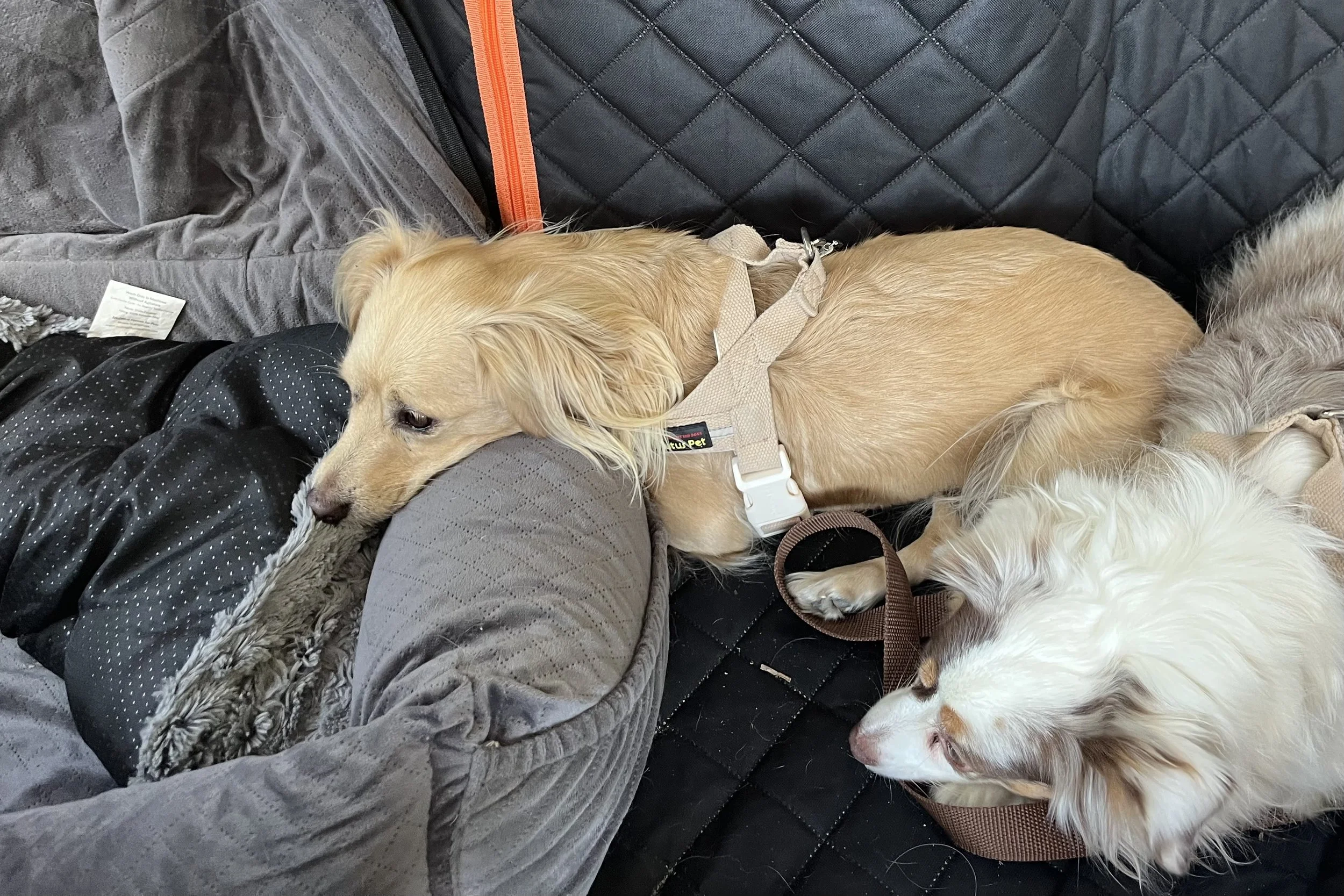 Two small dogs lying down in a padded backseat car setup