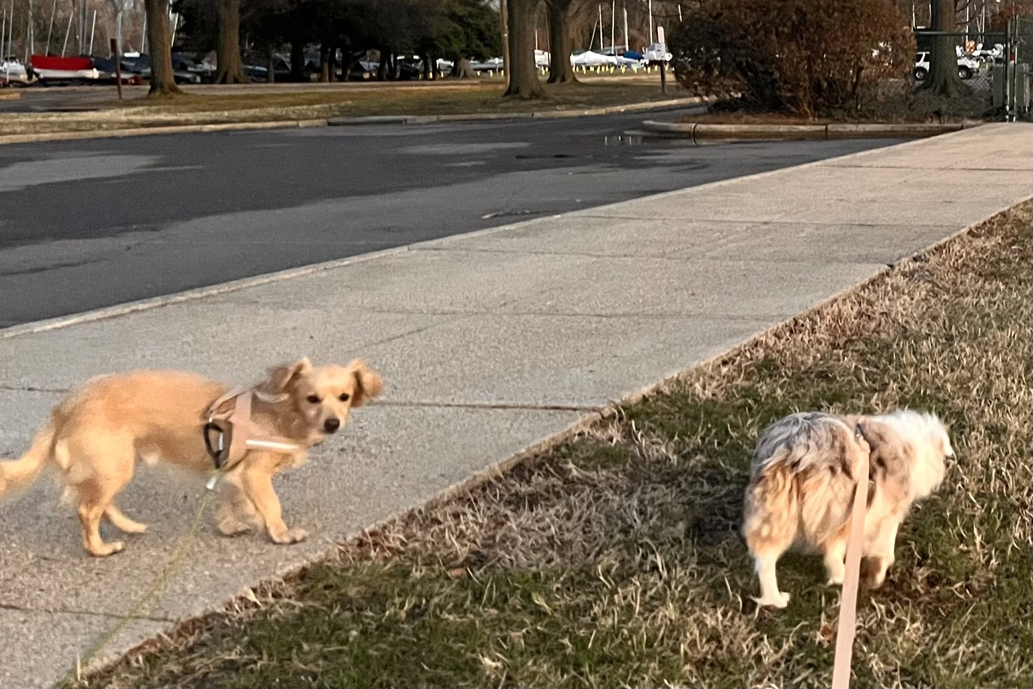Dog on leash at a busy roadside stop, standing alert and scanning the surroundings.