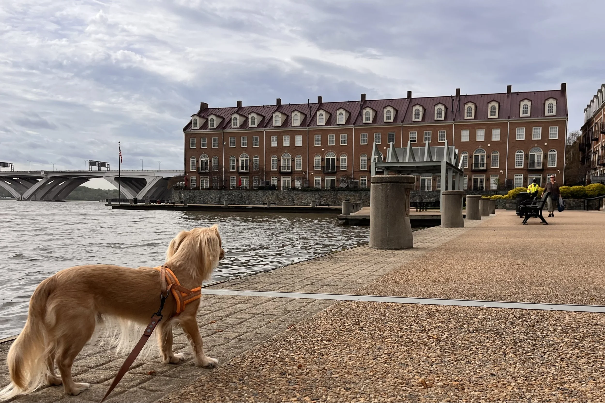 Archie standing along the waterfront at Ford's Landing in Old Town Alexandria with views of the Potomac River and the Woodrow Wilson Bridge.