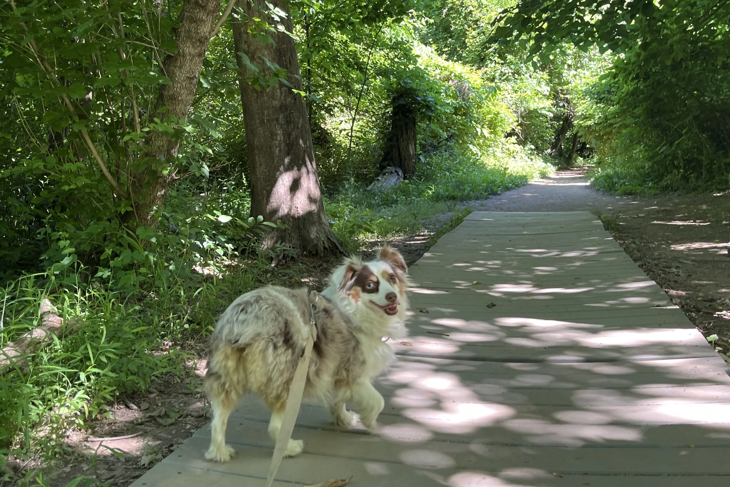 Small Australian Shepherd looking back while standing on a shaded wooden path surrounded by dense green woods.