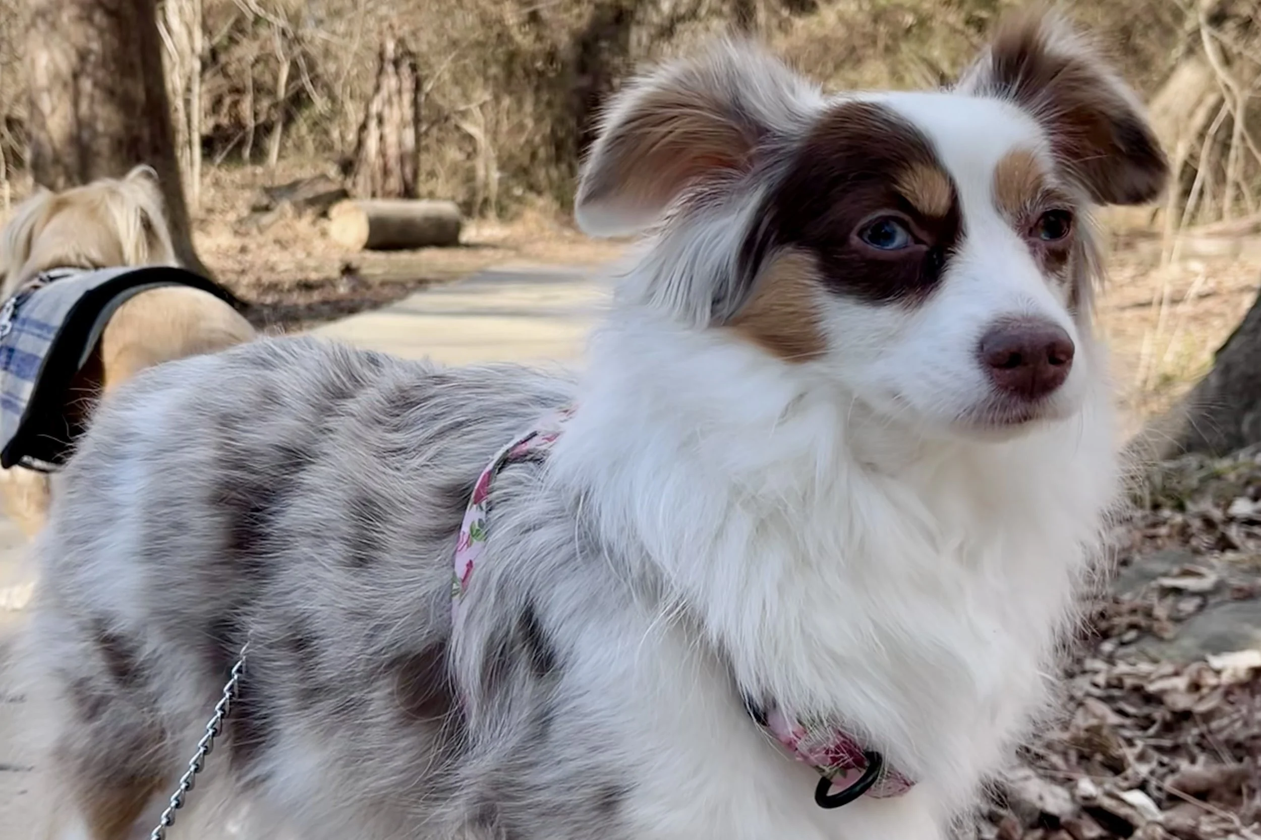 Small dog standing on a path, head turned and observing surroundings, showing a calm pause and scanning behavior.