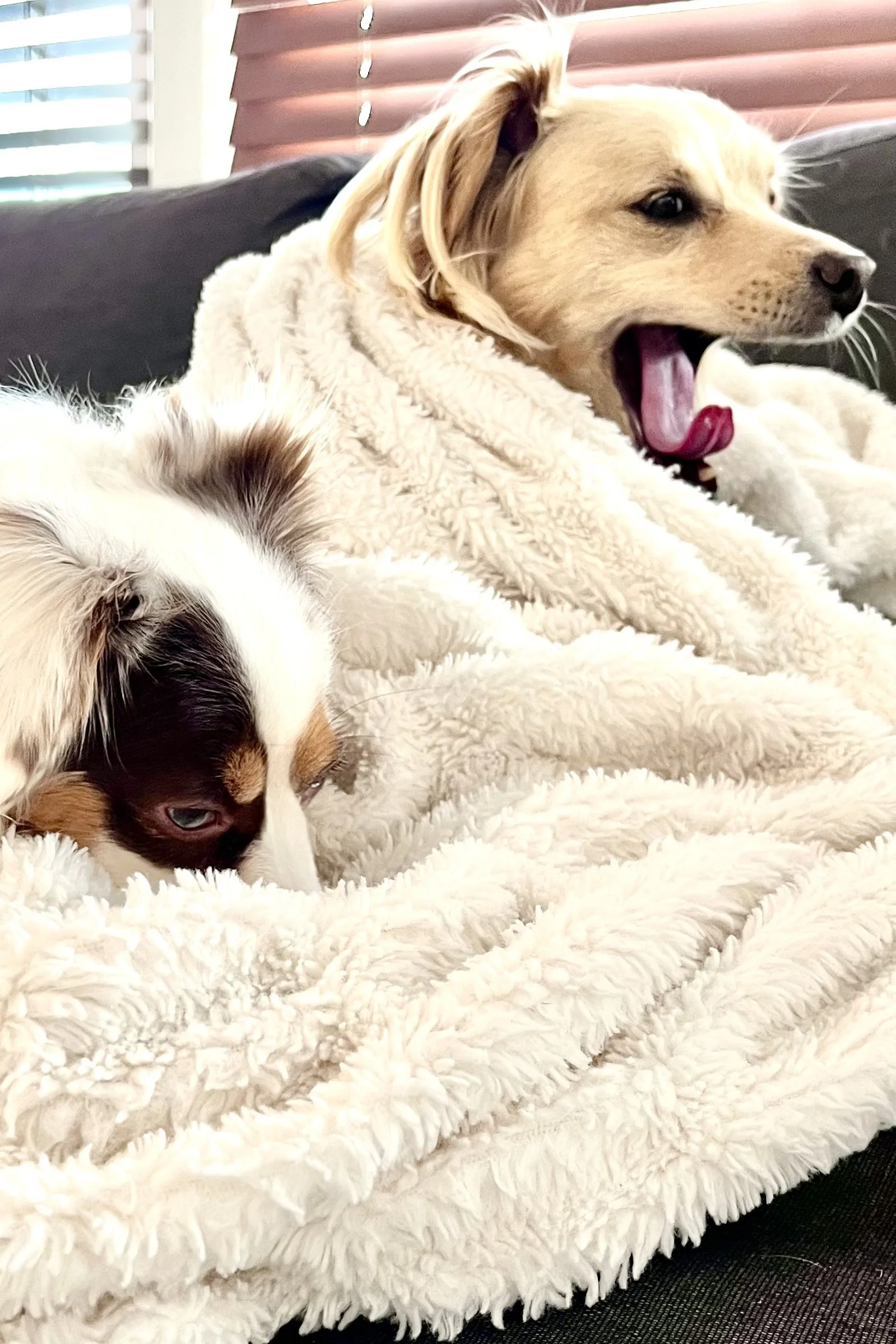 Two small dogs resting together under blankets indoors after a winter storm.