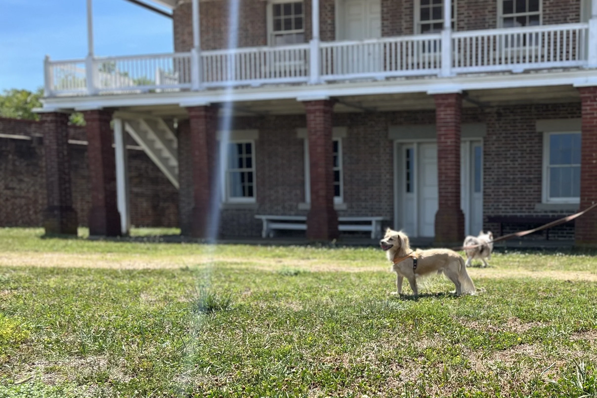 Small dog standing on the grass inside Fort Washington with historic brick buildings behind him.