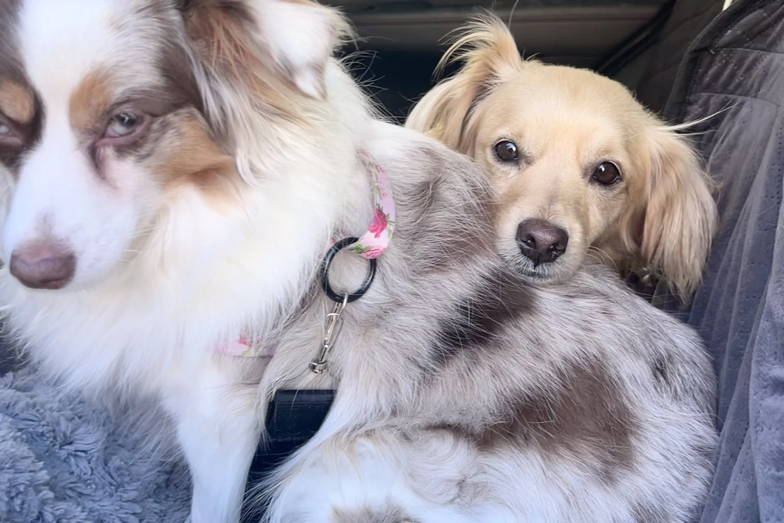 Two small dogs resting closely together in a car, leaning into each other for comfort