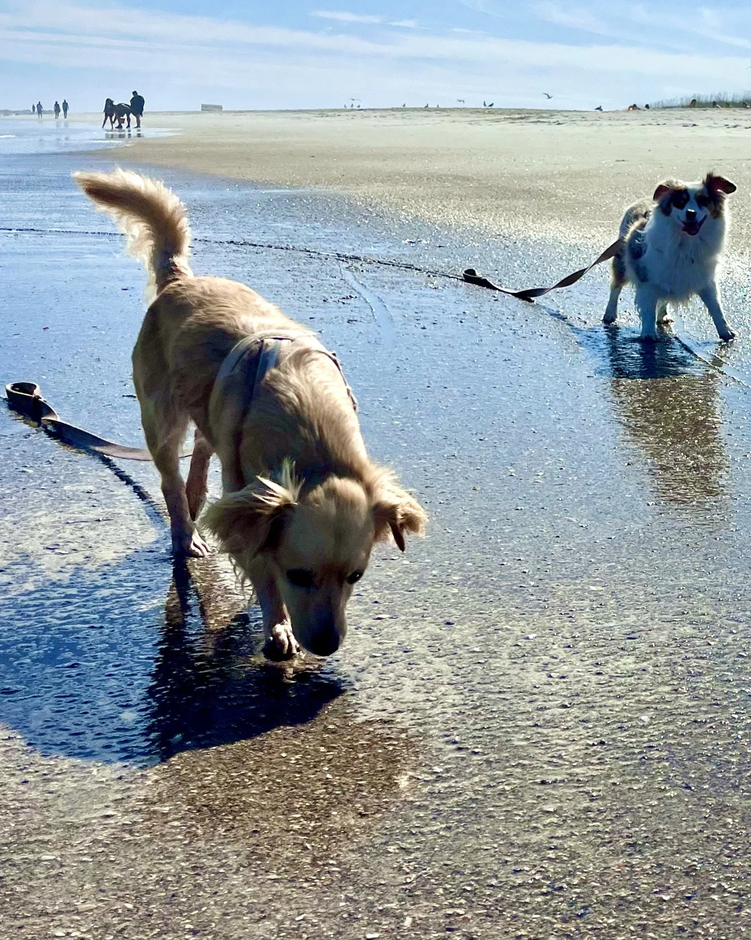 Two dogs walking along the shoreline at Vilano Beach.