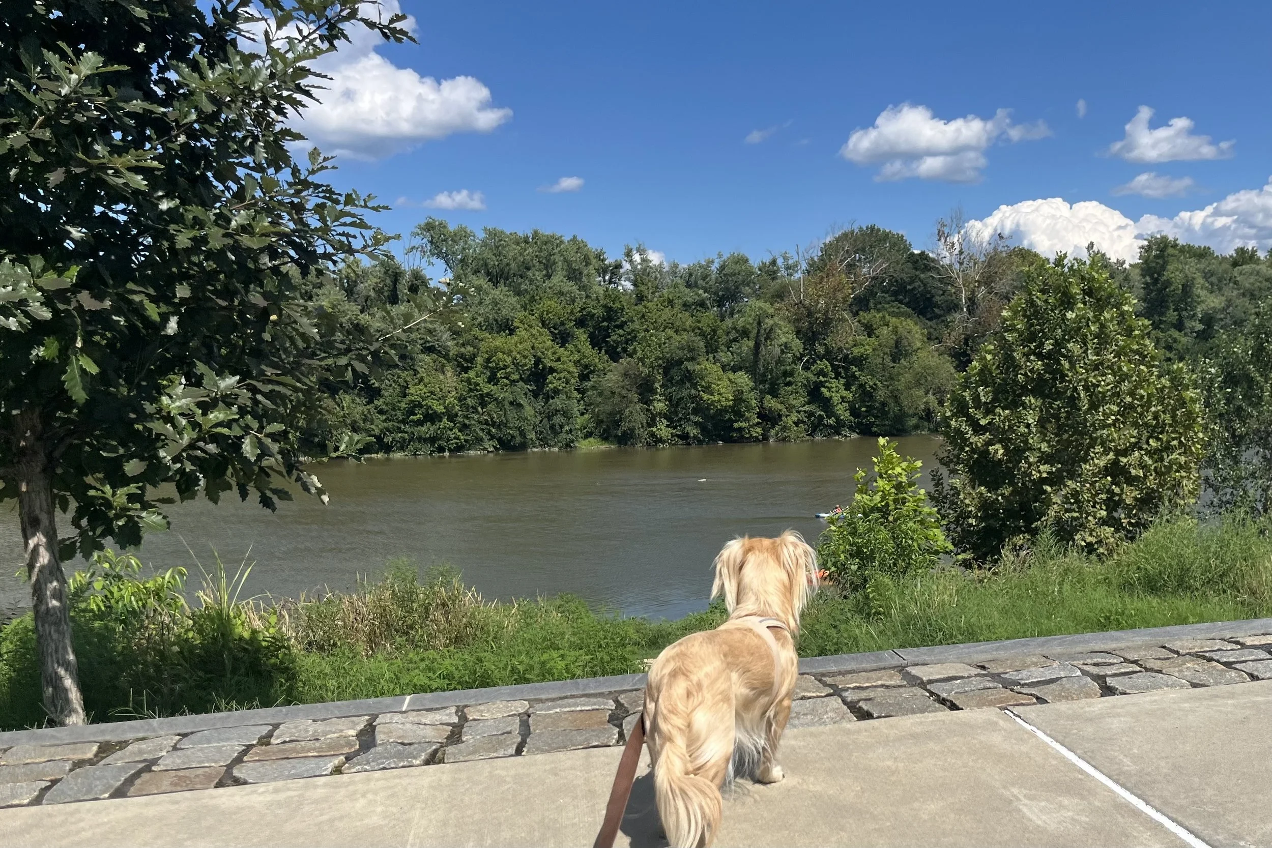 Archie looking across the Rappahannock River at Riverfront Park in Fredericksburg, Virginia.