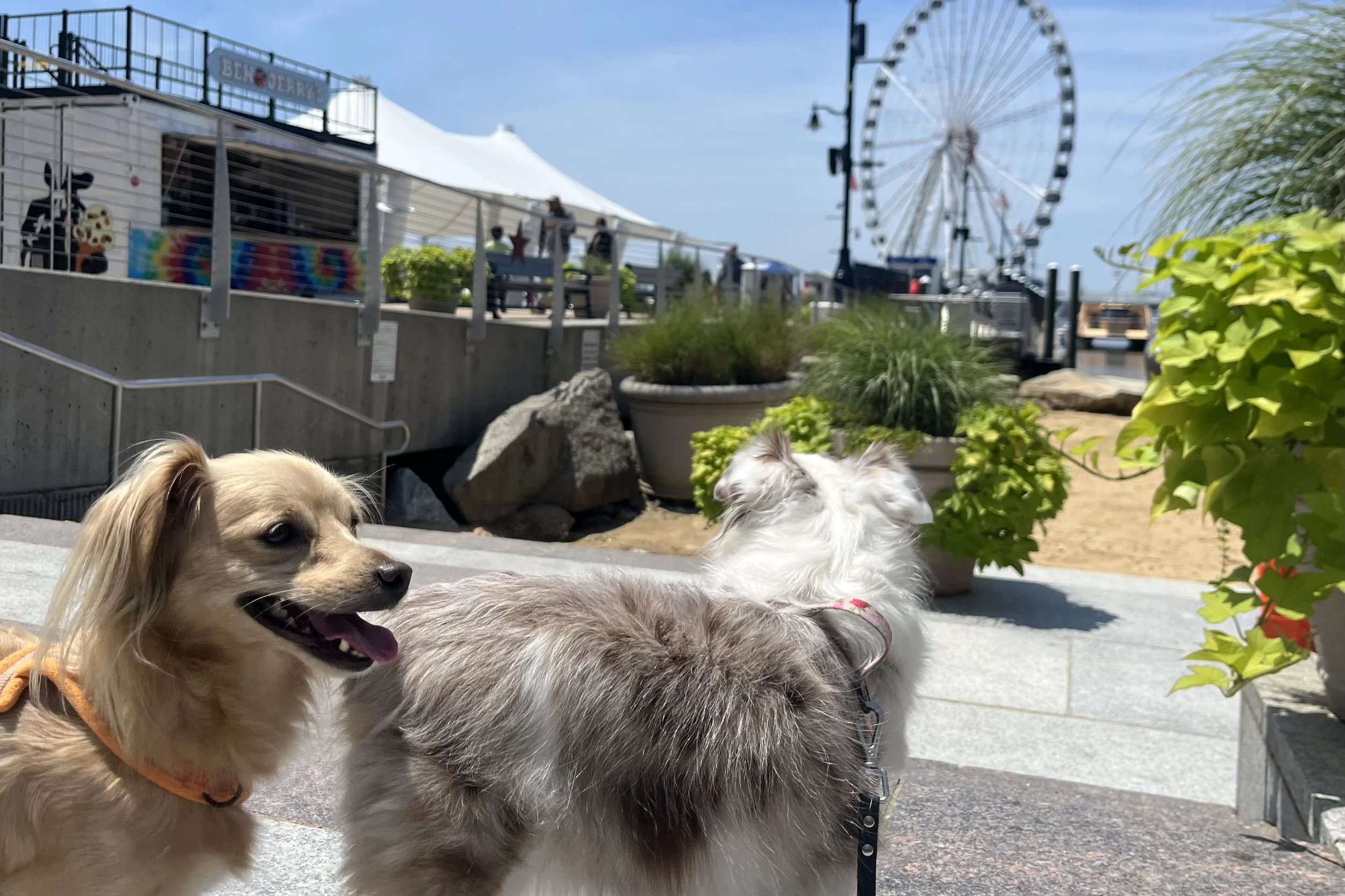 Saydie standing along the National Harbor waterfront with the Capital Wheel and Potomac River in the background.