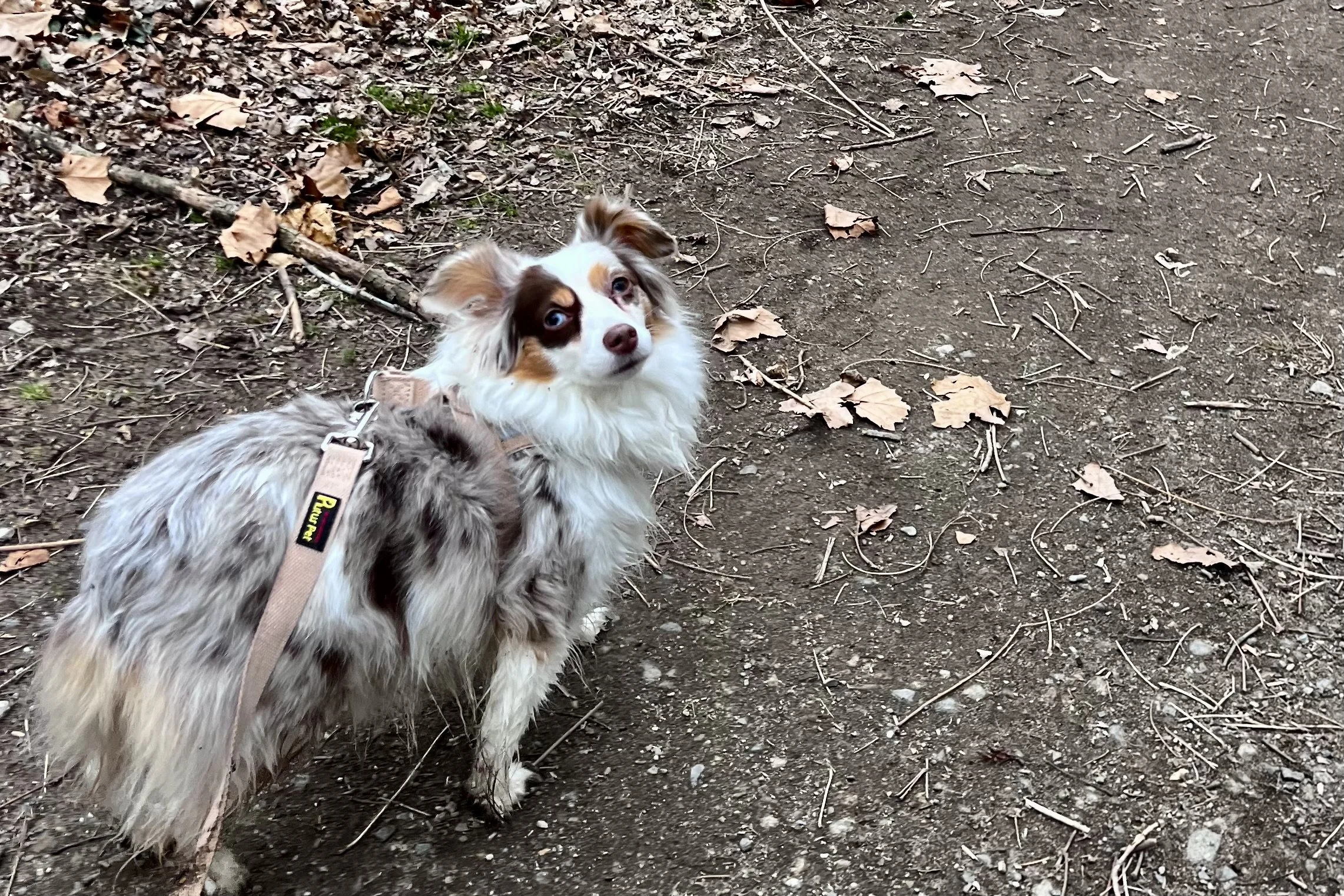 Small dog pausing on a wooded trail during a walk and looking back toward the person holding the leash.