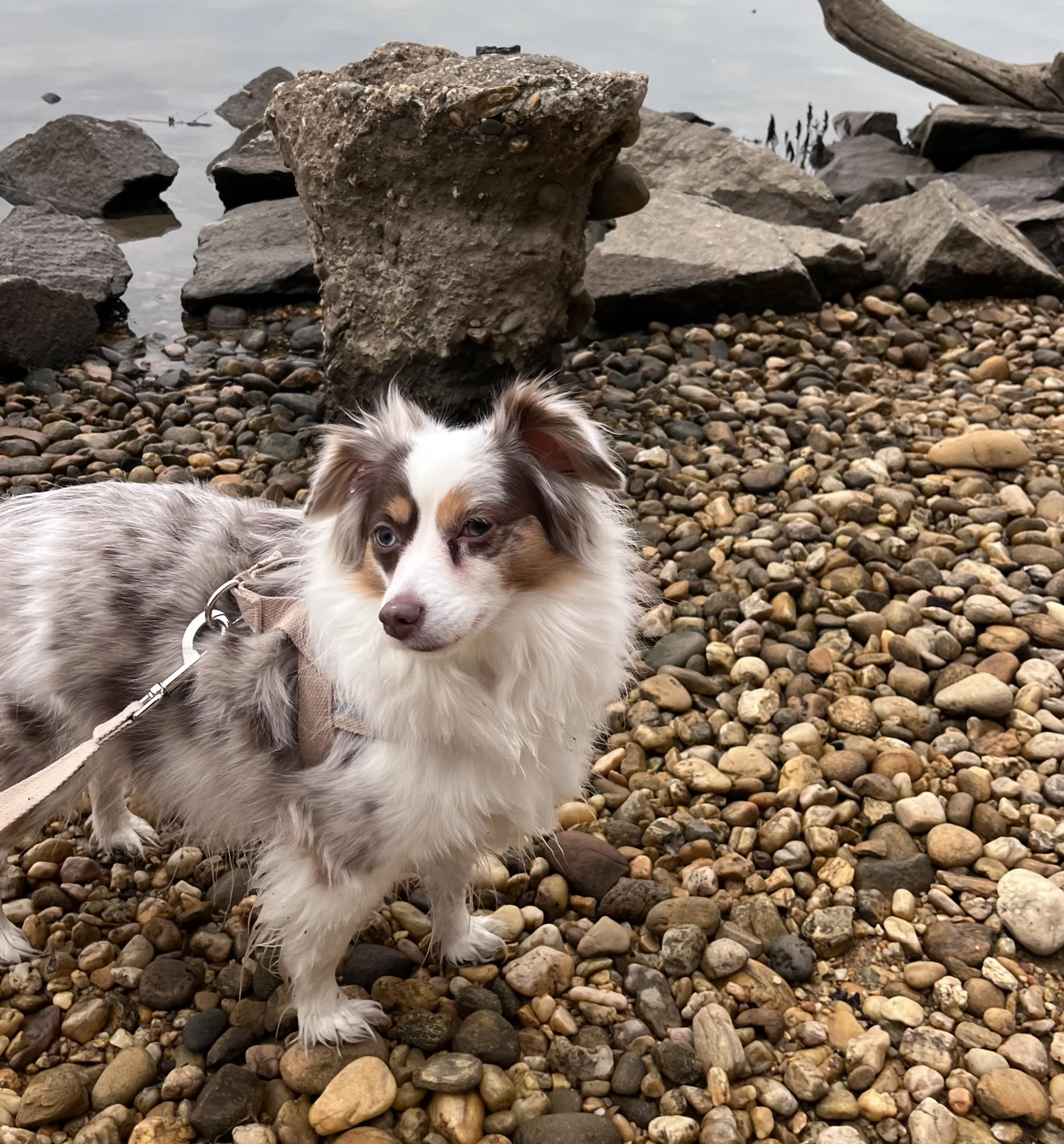 A small dog standing on a rocky shoreline near the water in Old Town Alexandria.