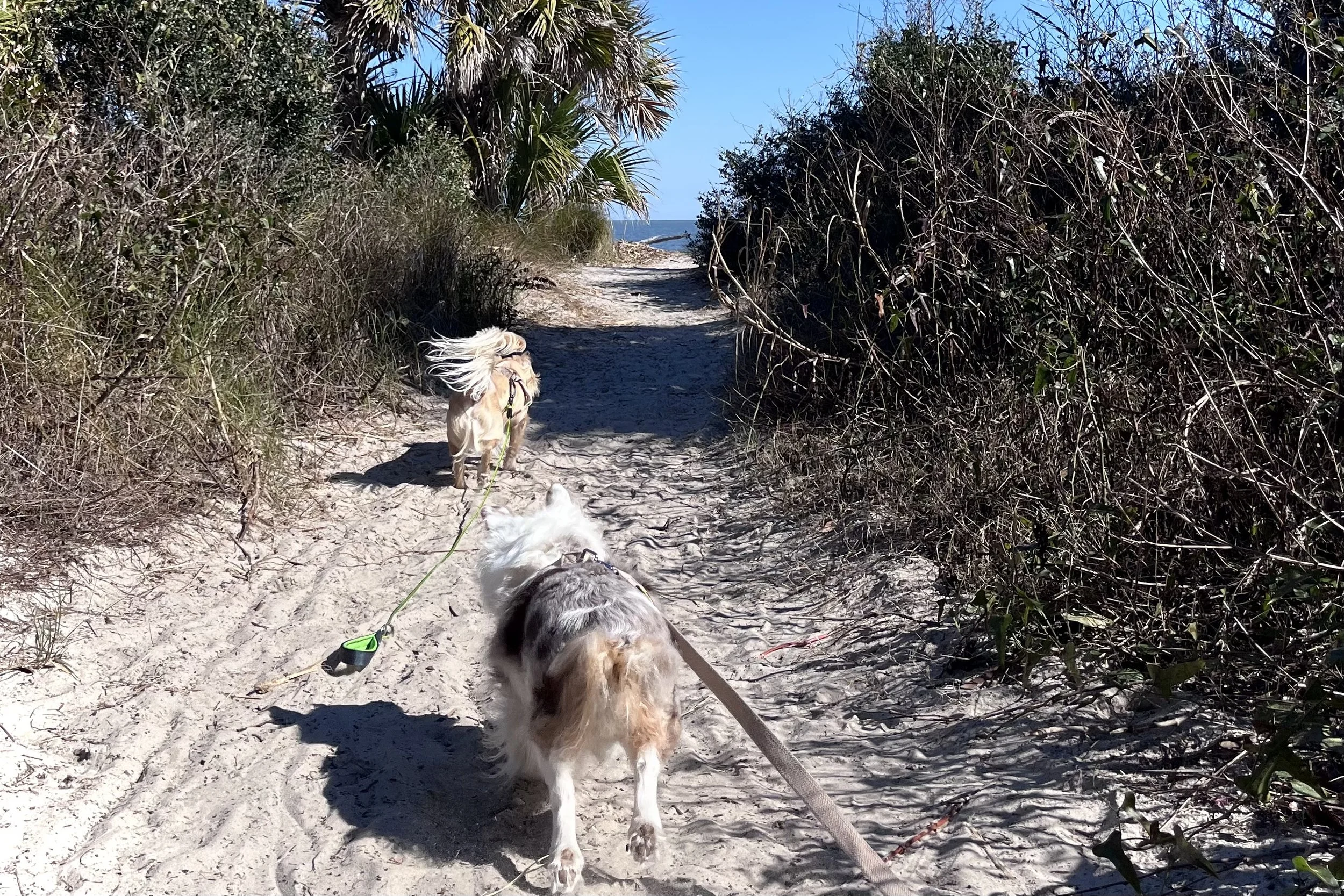 Dogs walking along a narrow sandy path bordered by coastal brush and palms, approaching Driftwood Beach on Jekyll Island.