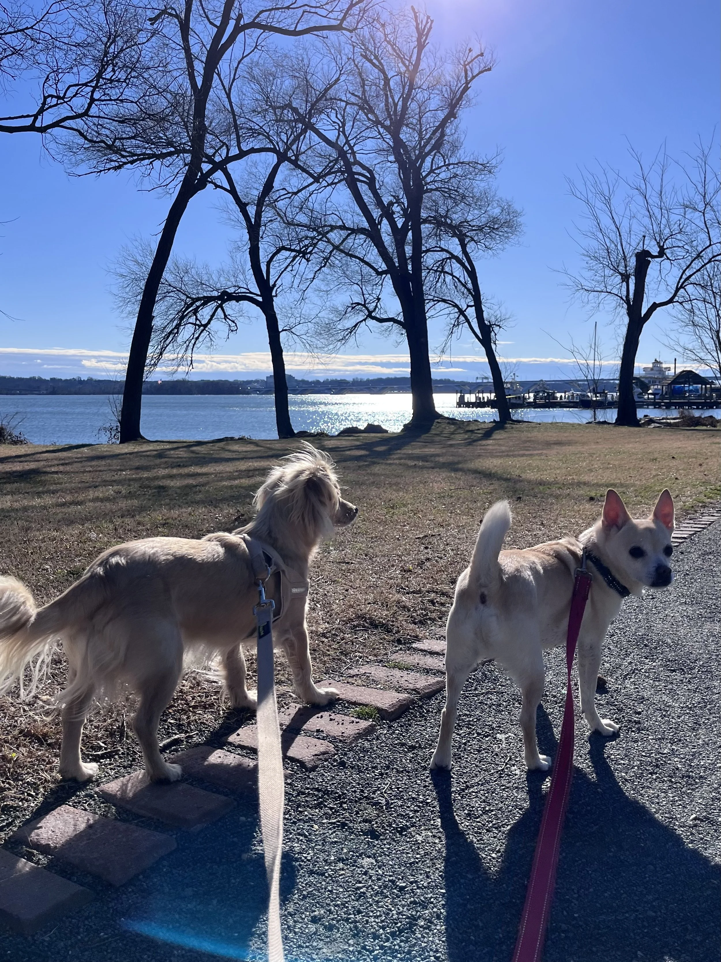 Two dogs standing on a waterfront path in Old Town Alexandria, looking out over the Potomac River on a calm day.
