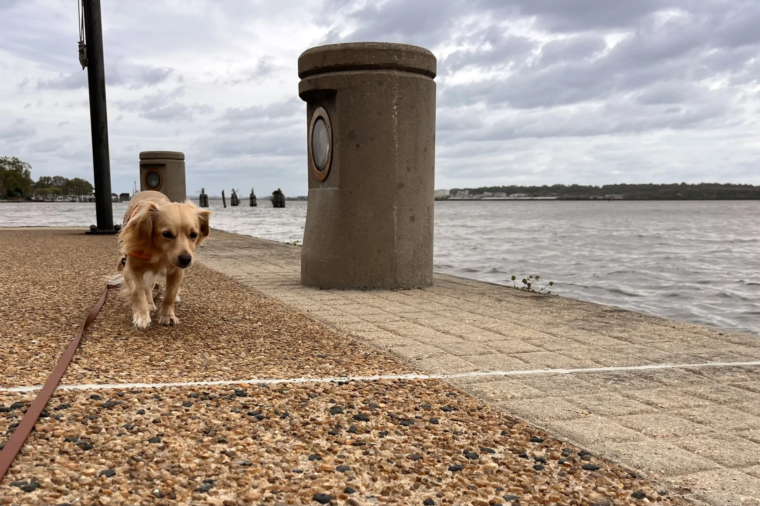 Small dog walking along an open waterfront path with wide space and minimal activity