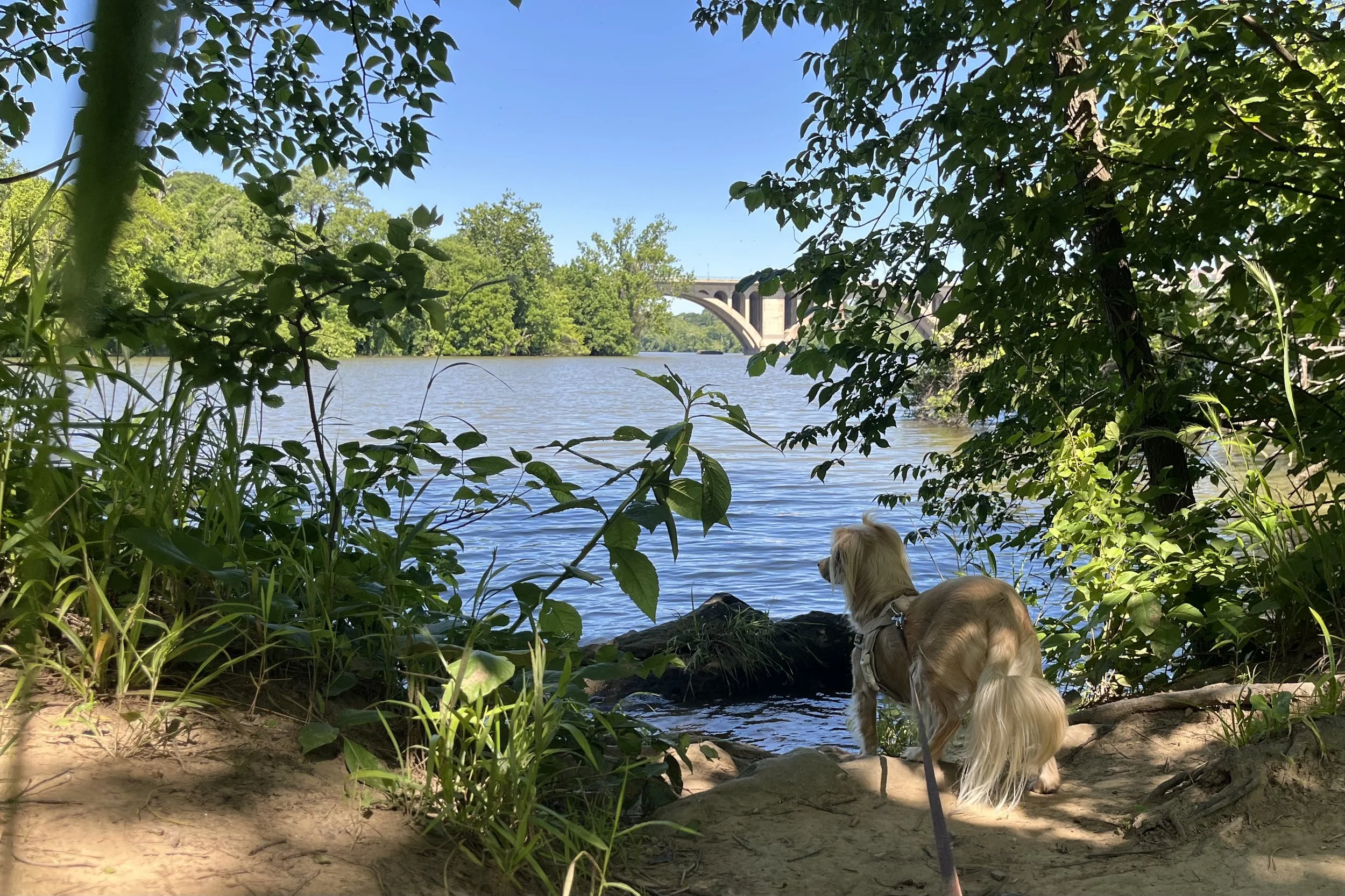 Small golden dog standing at the wooded shoreline of Theodore Roosevelt Island with the Potomac River and Key Bridge in the distance.