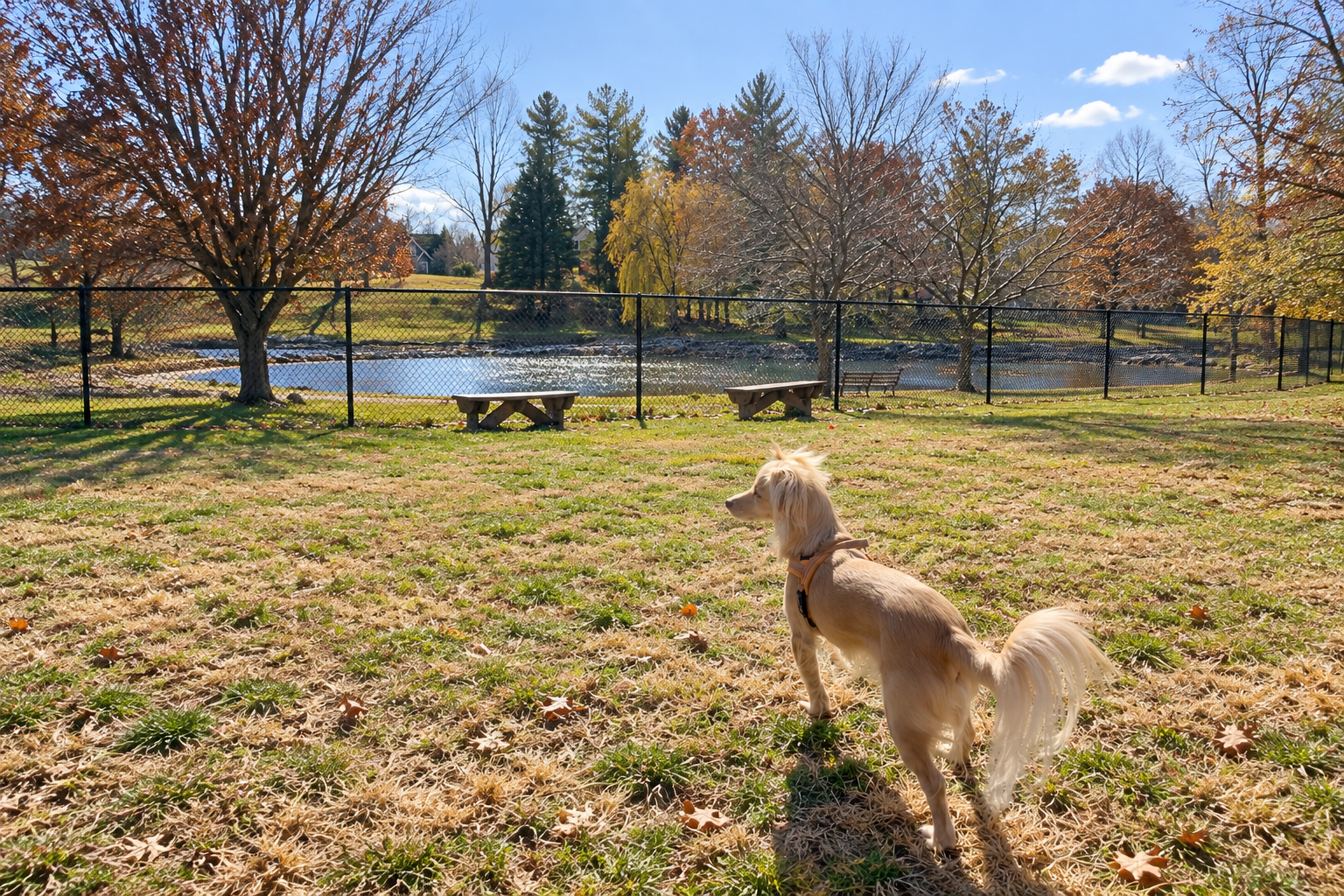 Archie standing inside the fenced Gypsy Hill Bark Park overlooking a pond in Staunton, Virginia.