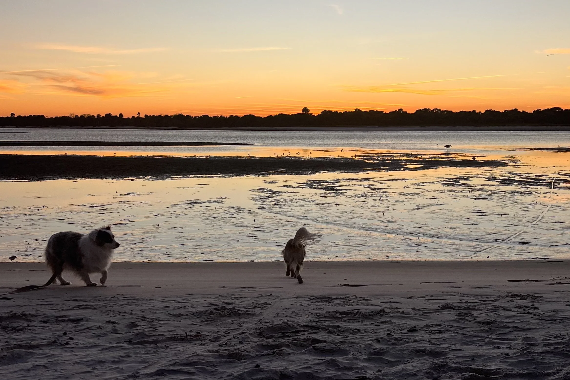 Archie and Saydie walking along a quiet beach at sunset during the end of a peaceful dog-friendly day trip.