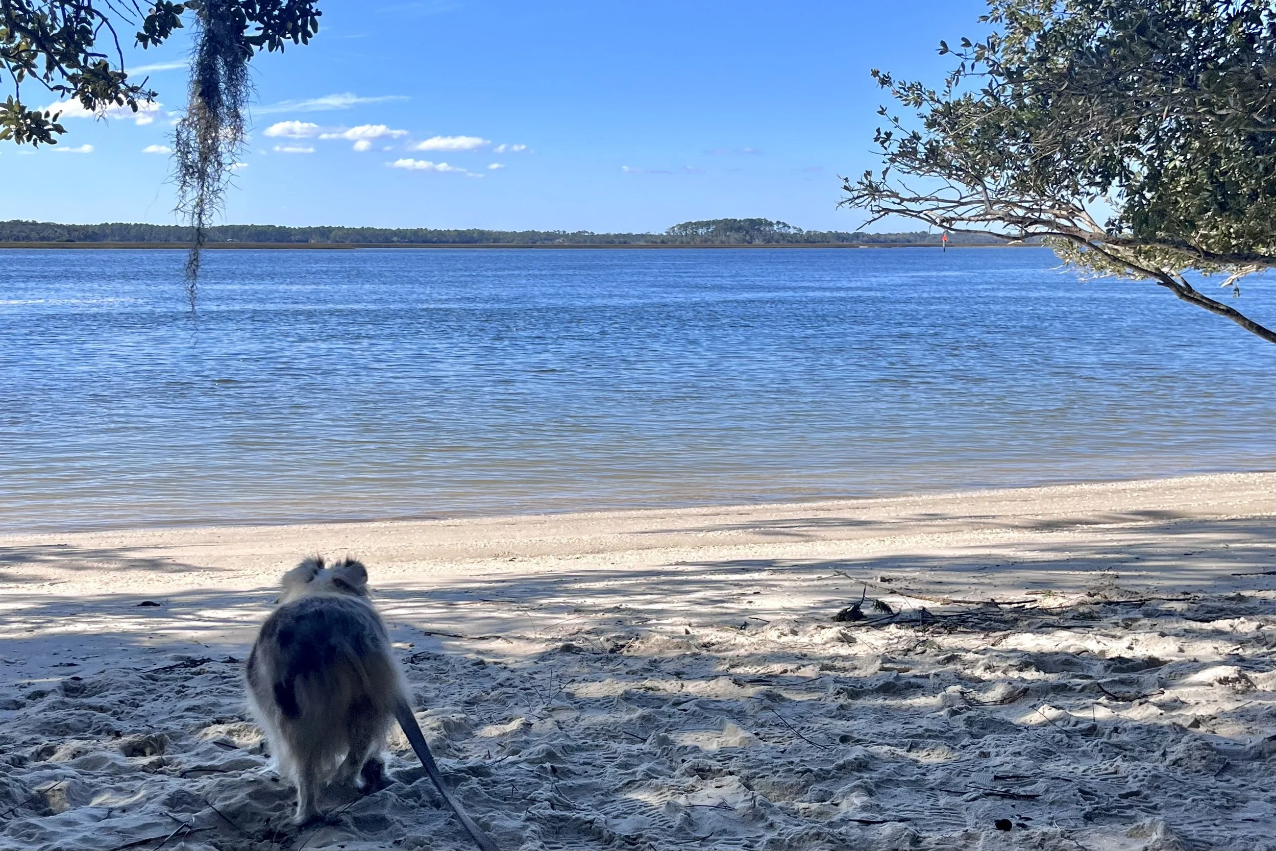 Small Australian Shepherd standing on a quiet sandy shoreline overlooking calm water at Guana Tolomato Matanzas Reserve near St. Augustine, Florida.