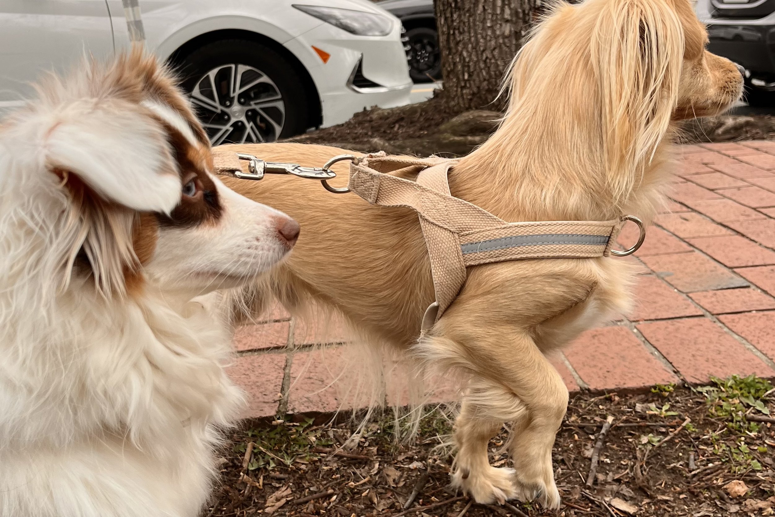 Small dogs standing on a sidewalk during a walk, pausing to observe their surroundings and process movement, sounds, and new stimuli in an unfamiliar environment.