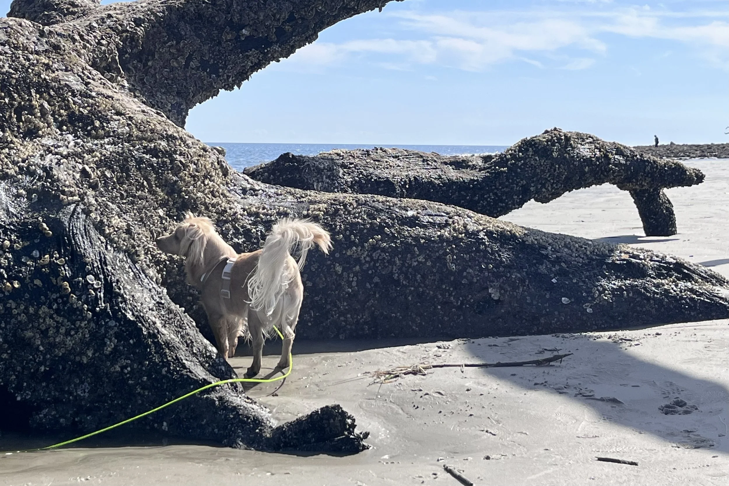 Small dog standing beside a massive fallen driftwood tree on Driftwood Beach, attached to a long leash, with sand and ocean visible beyond.