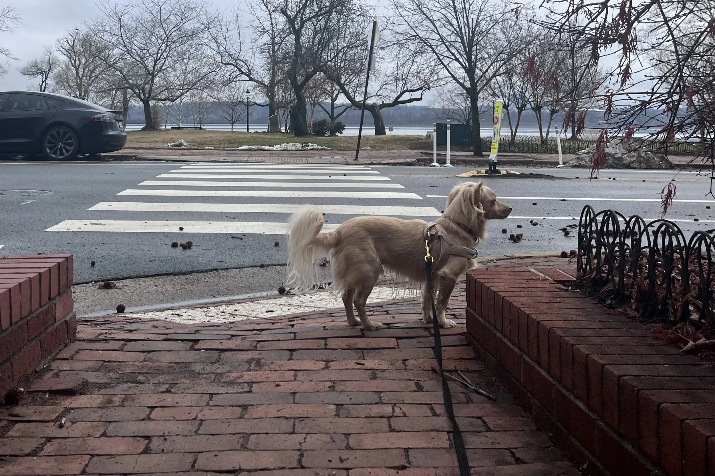 Small dog walking across a wide brick crosswalk near the waterfront in a quiet urban area.